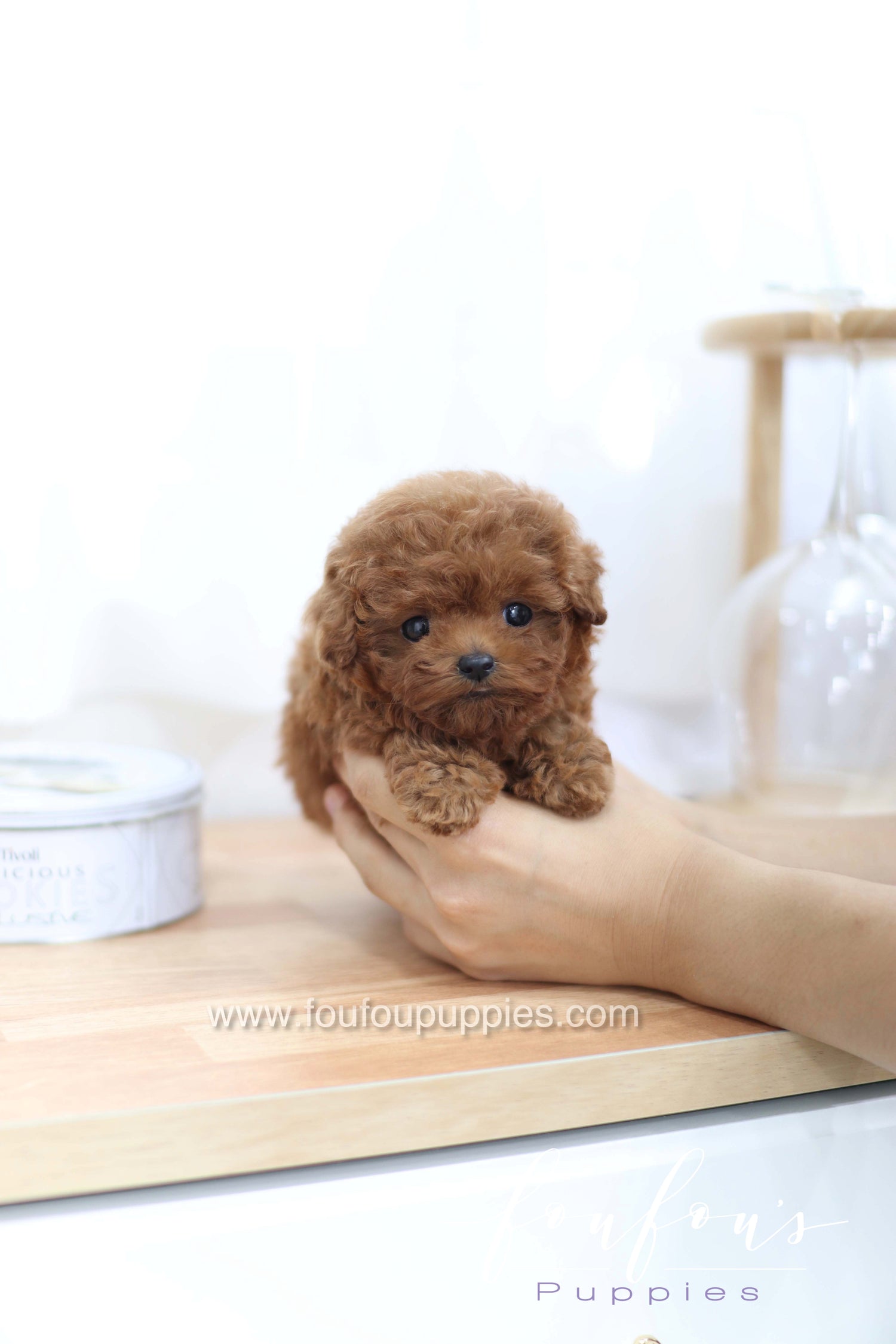 Merlot - Poodle F.