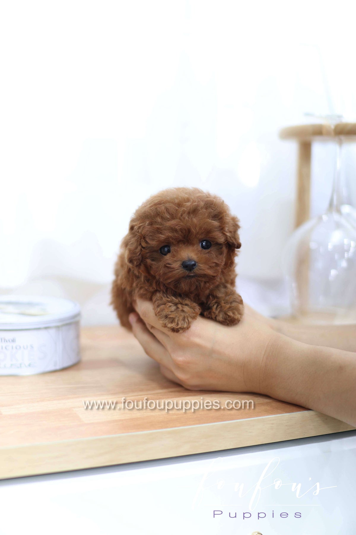 Merlot - Poodle F.
