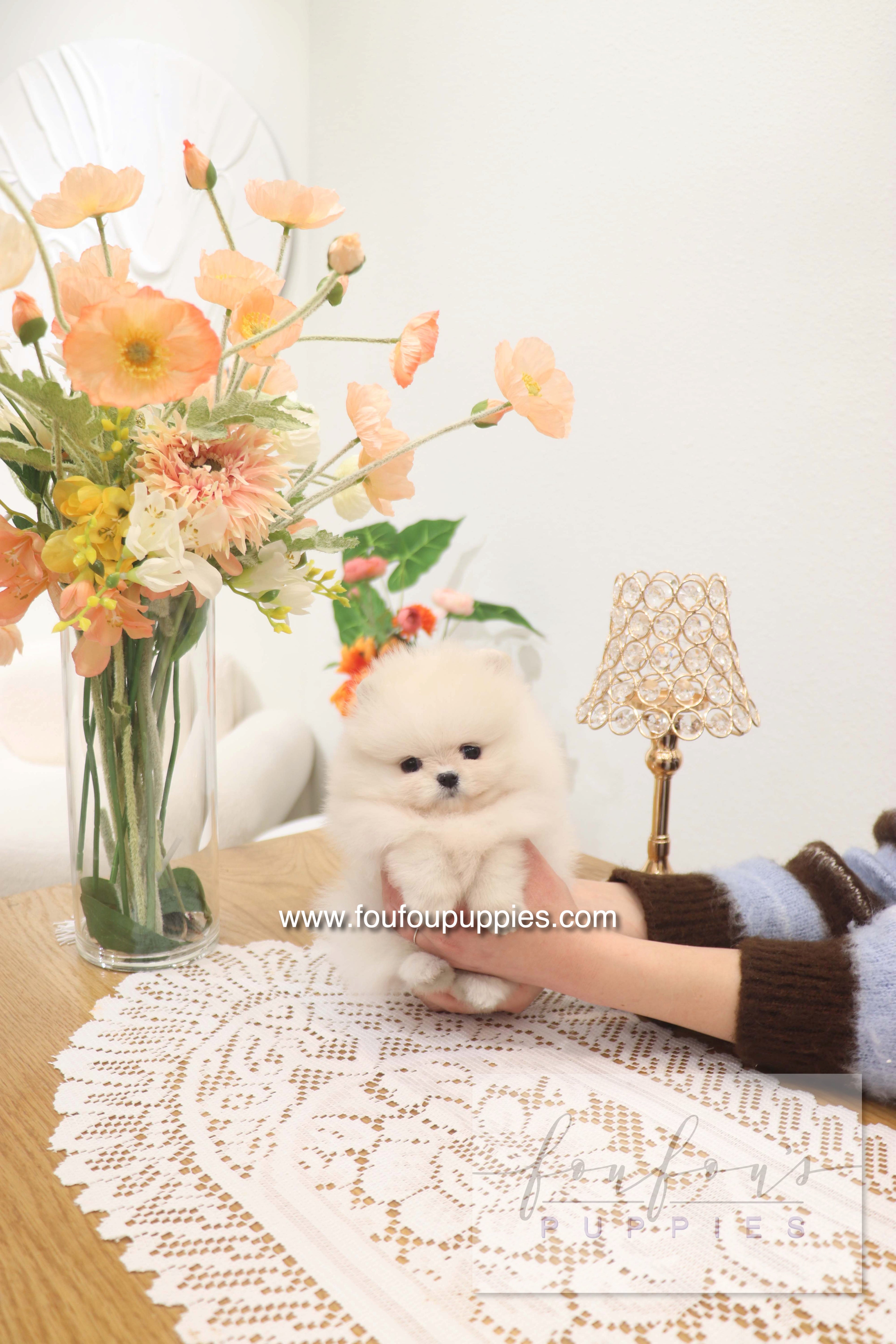 Jewel - Pomeranian F.