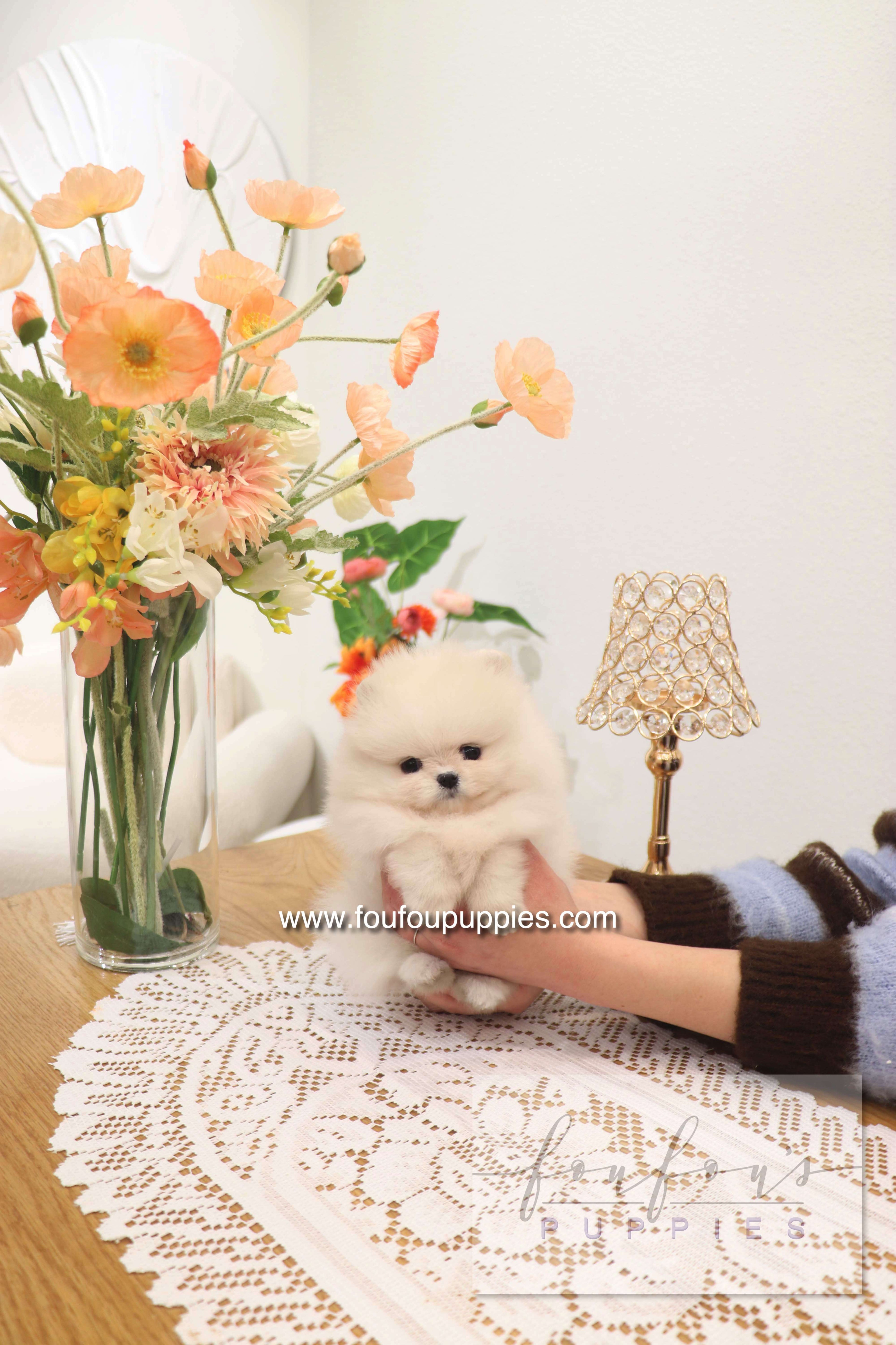 Jewel - Pomeranian F.