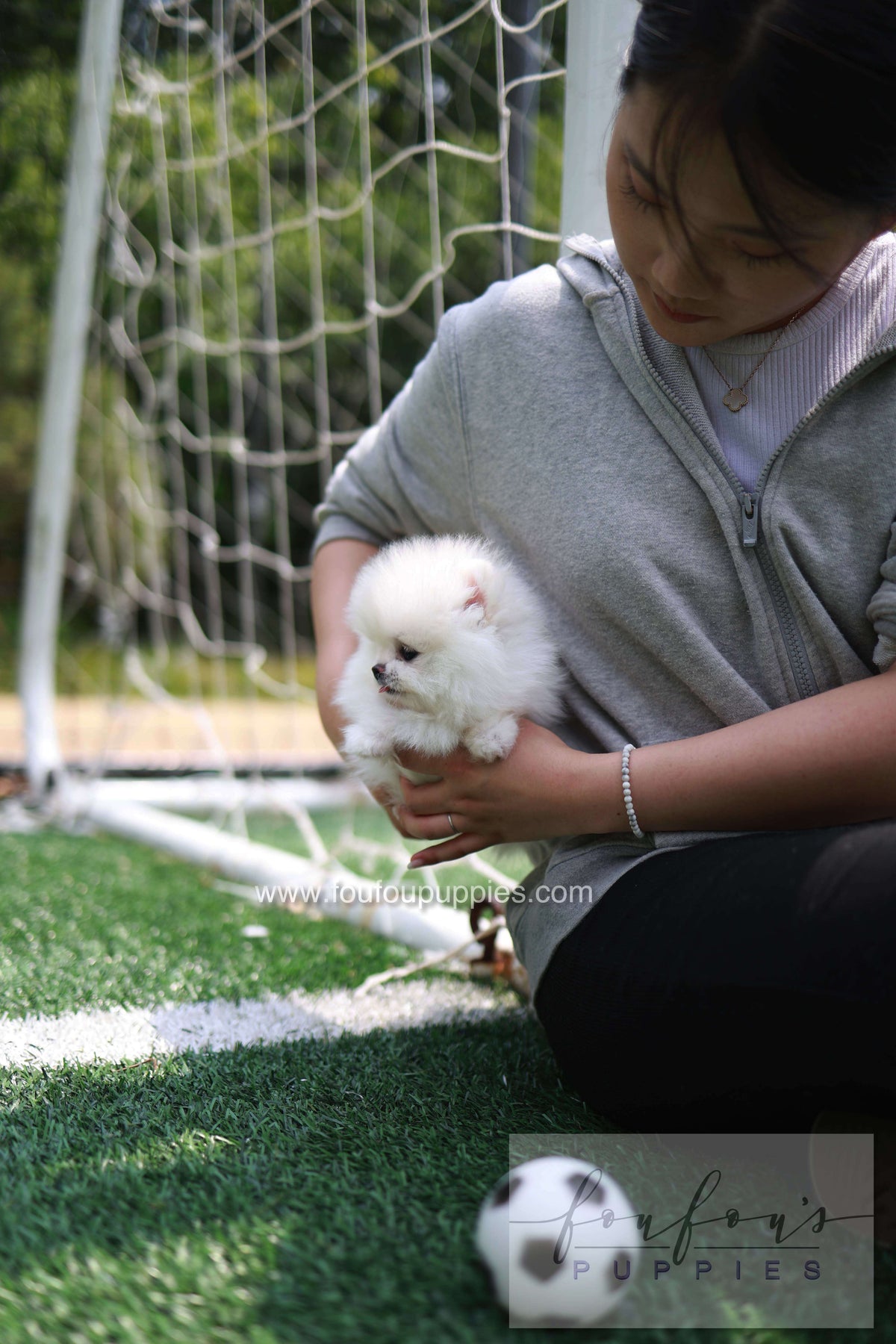 Jewel - Pomeranian F.