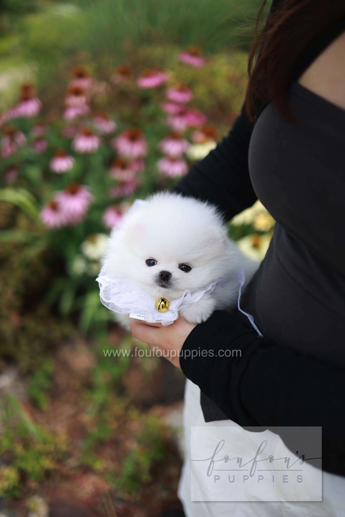 Maggie - Pomeranian F. -