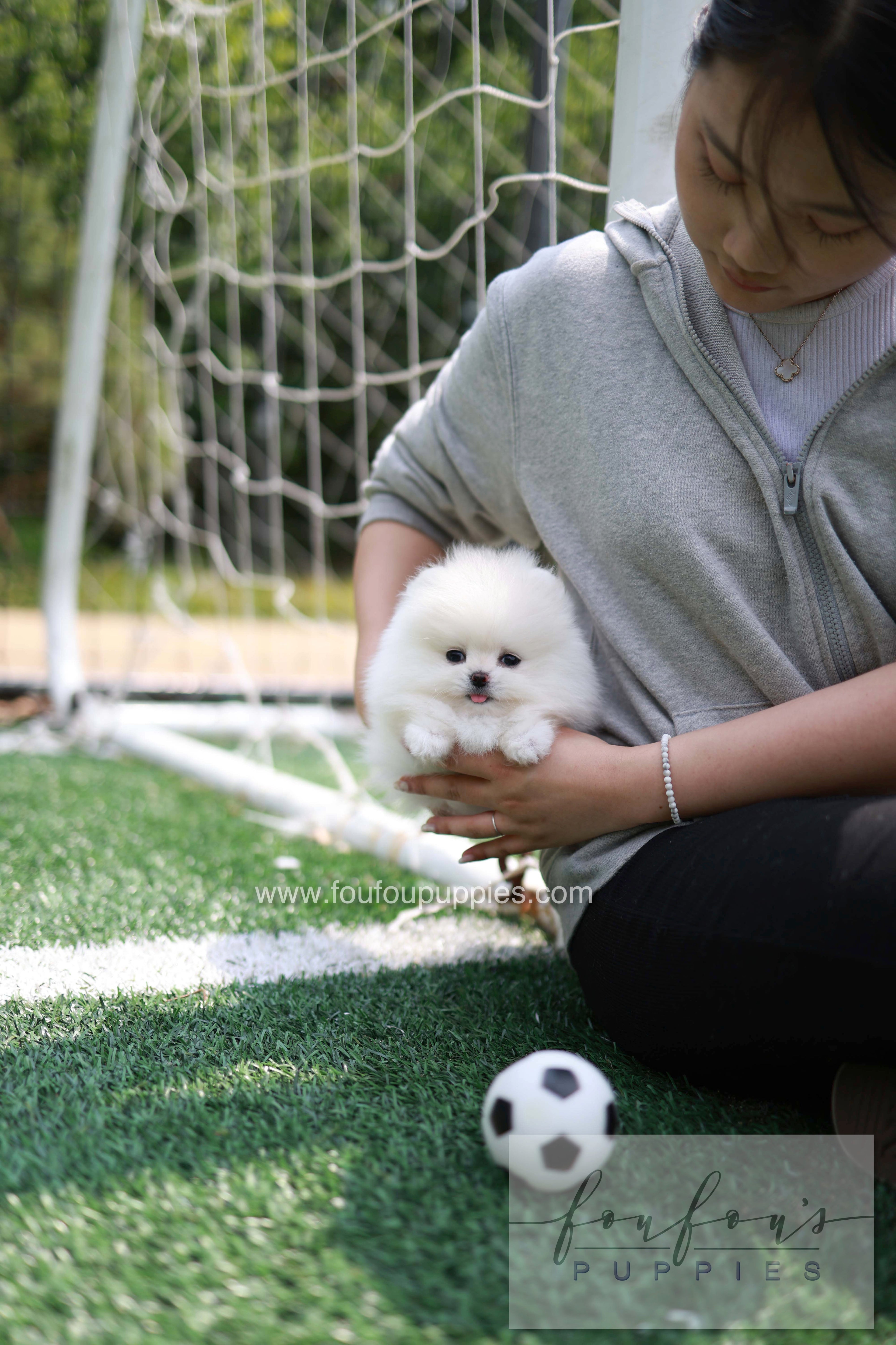 Jewel - Pomeranian F.