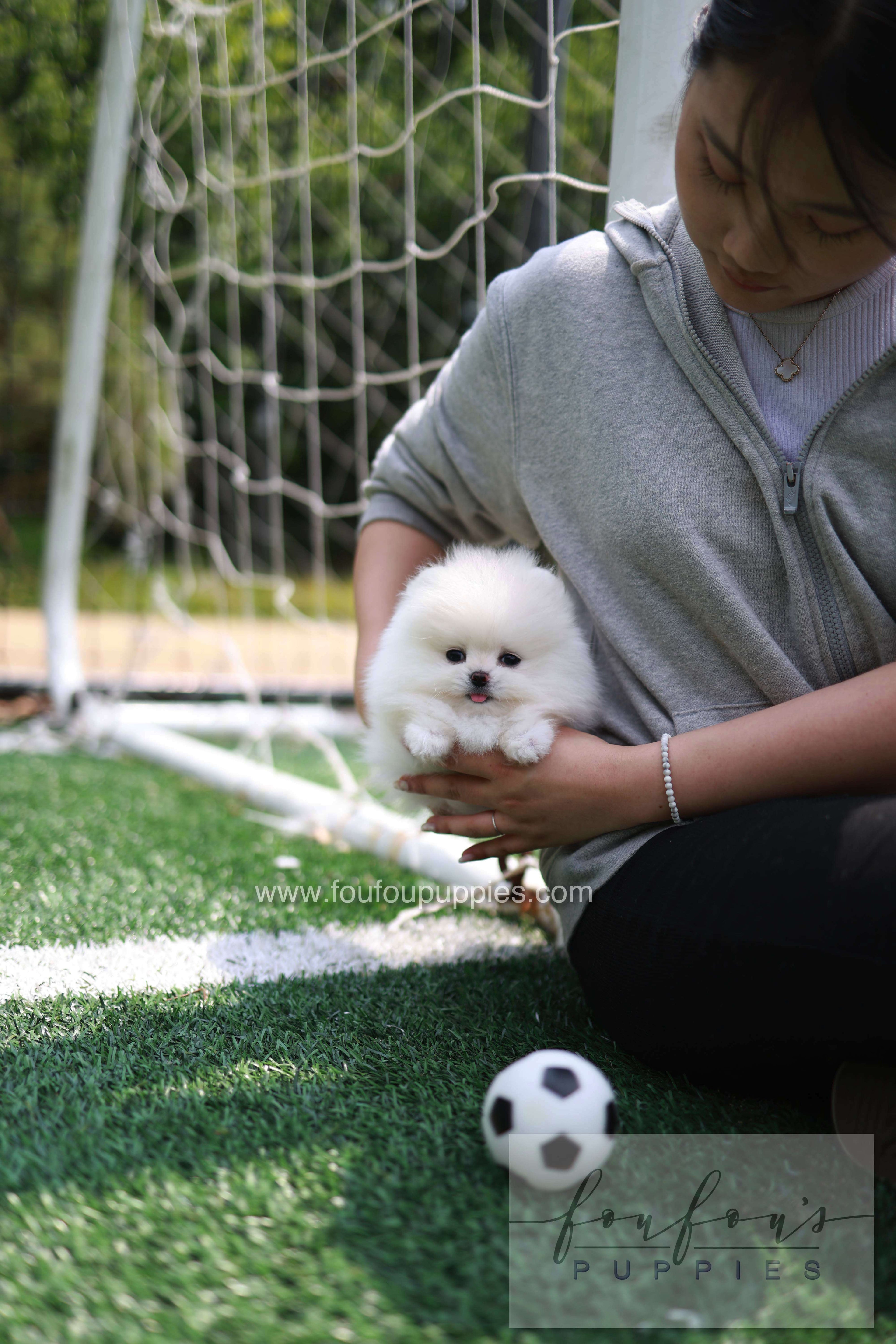 Jewel - Pomeranian F.