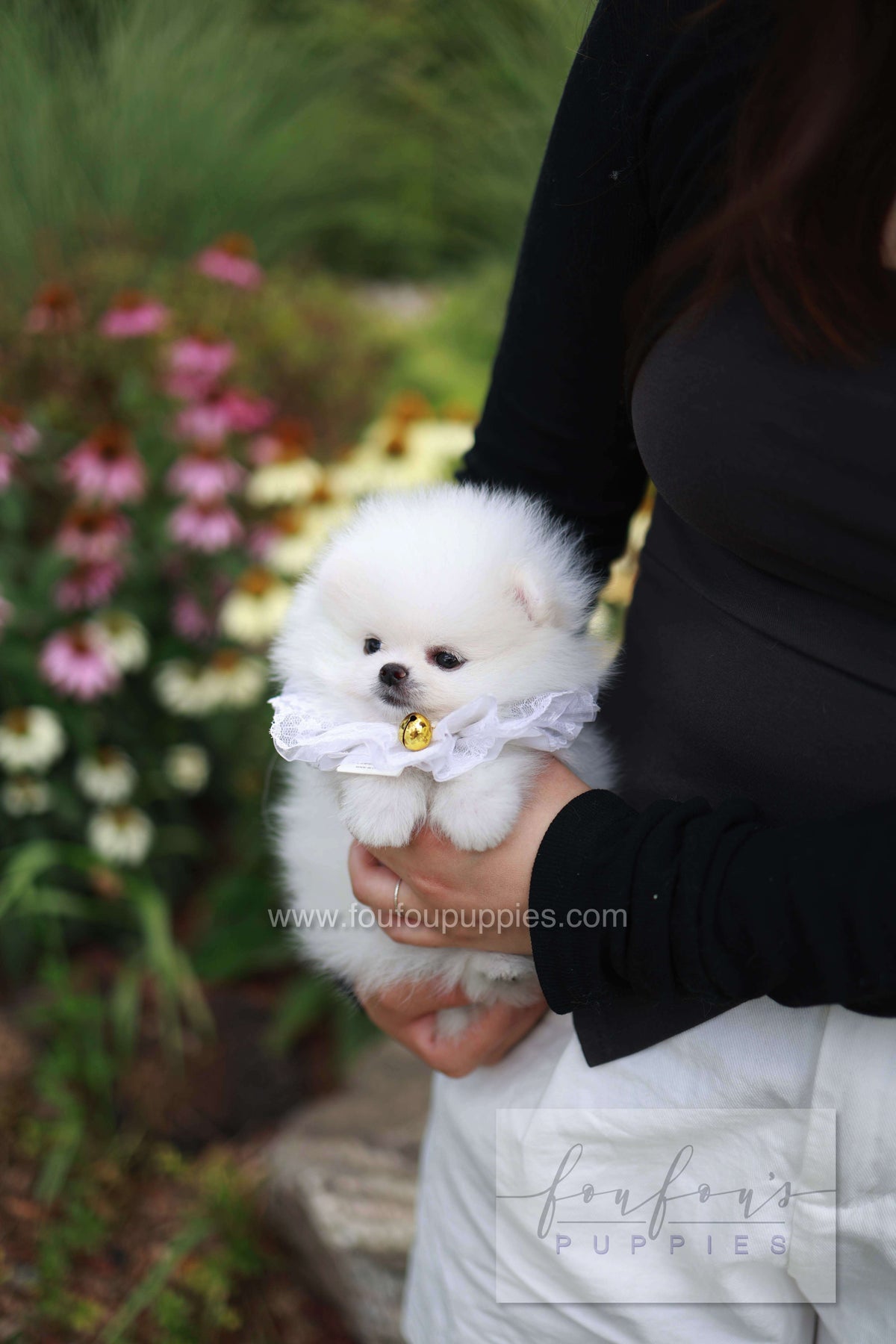 Maggie - Pomeranian F. -