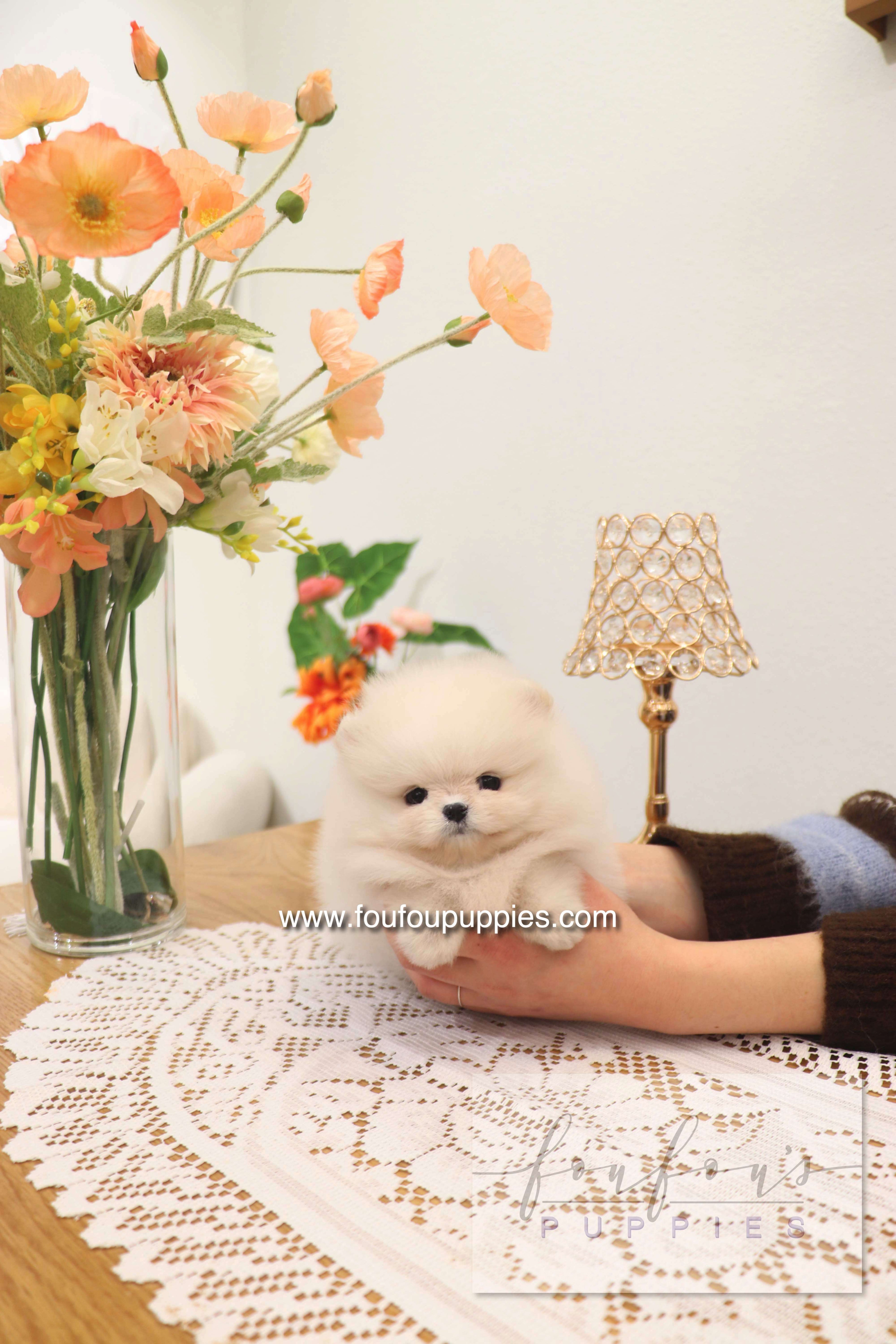 Jewel - Pomeranian F.