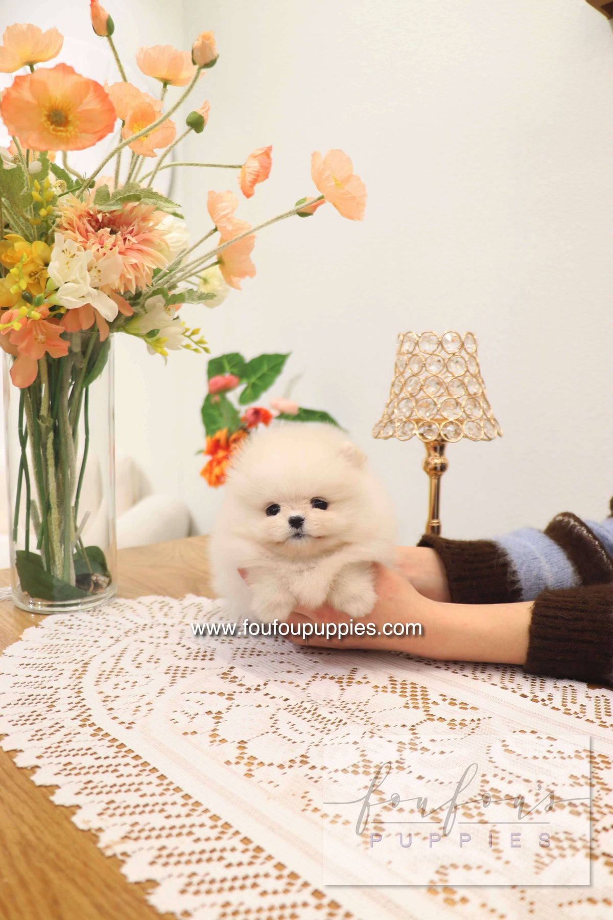 Jewel - Pomeranian F.