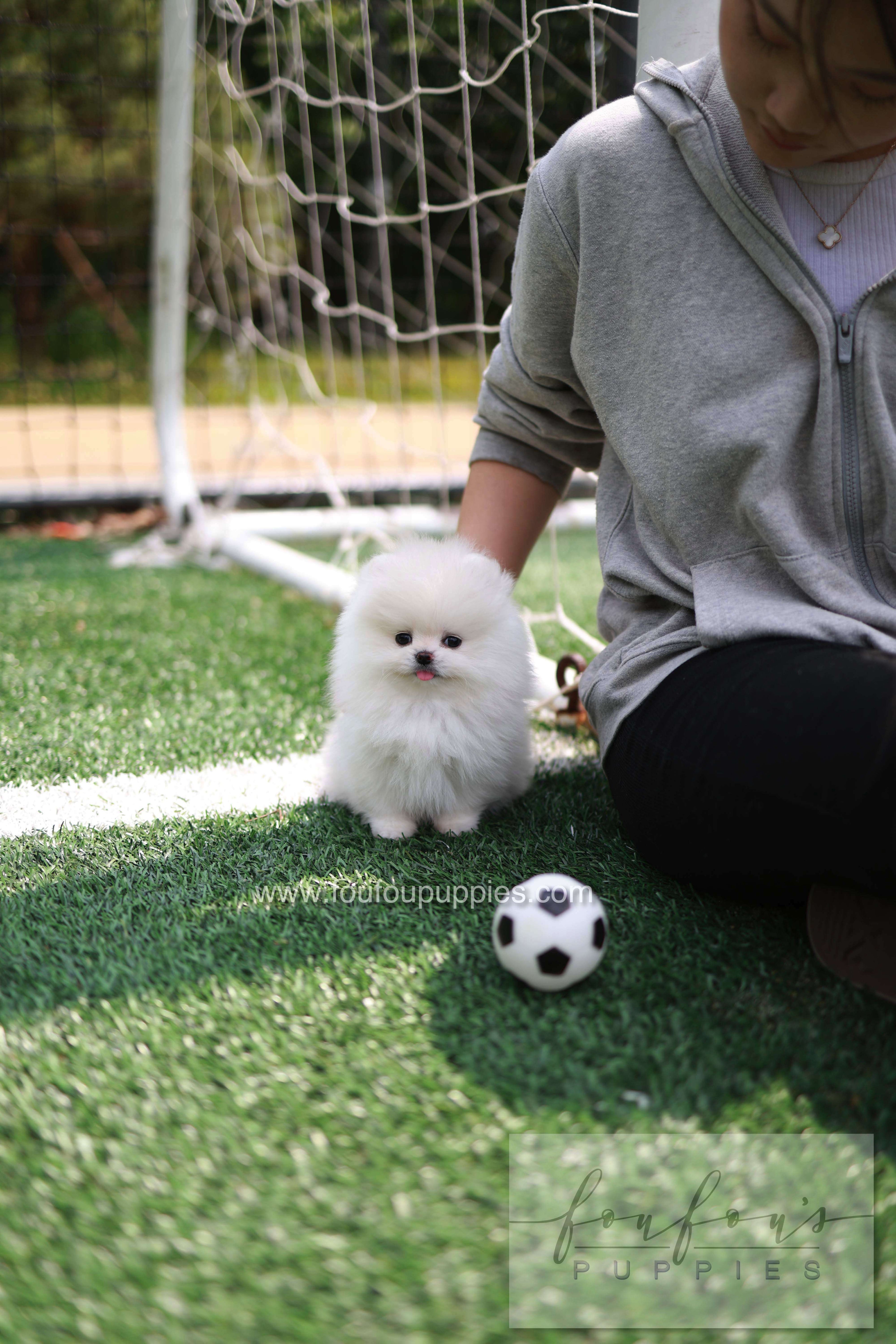 Jewel - Pomeranian F.