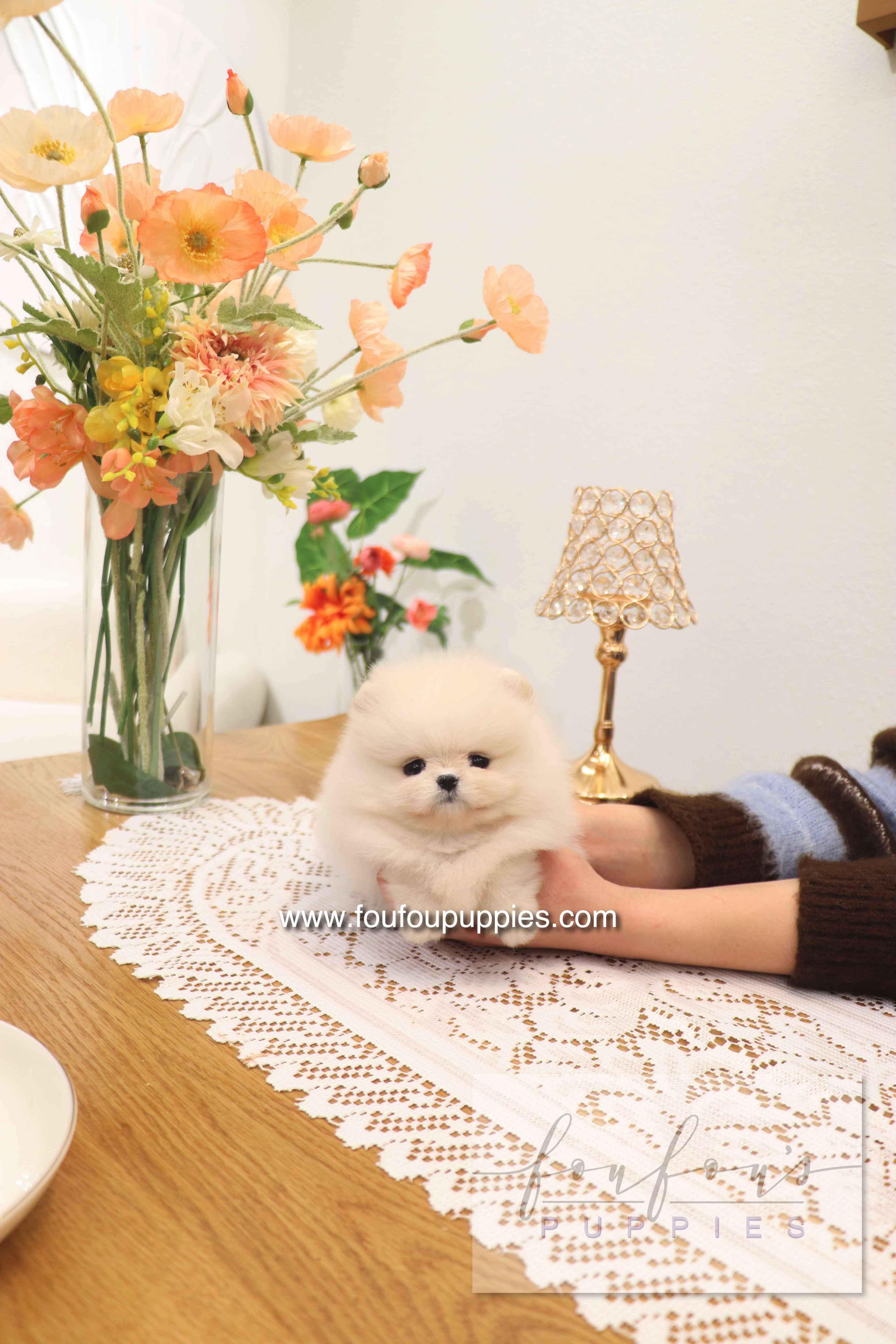 Jewel - Pomeranian F.