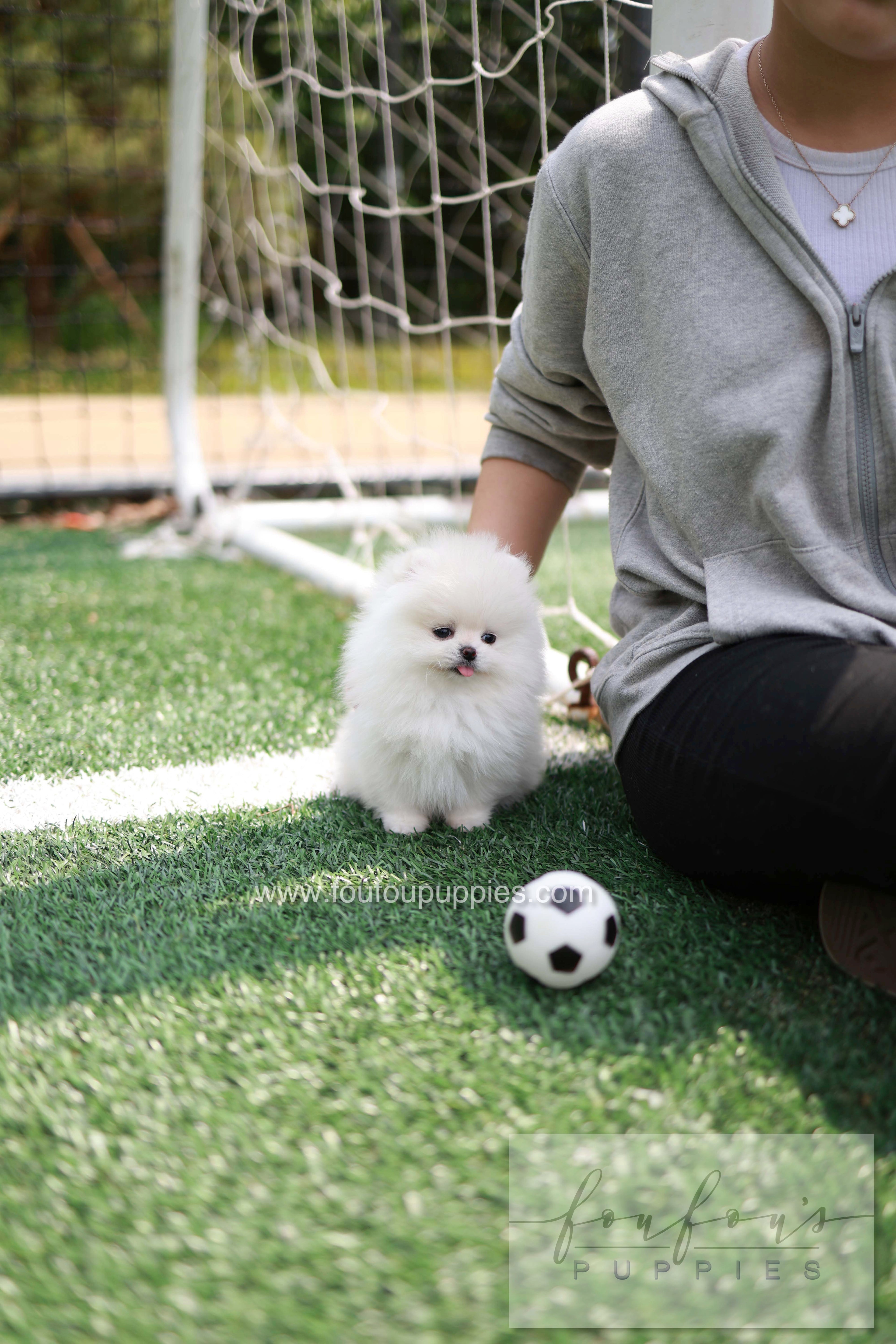 Jewel - Pomeranian F.