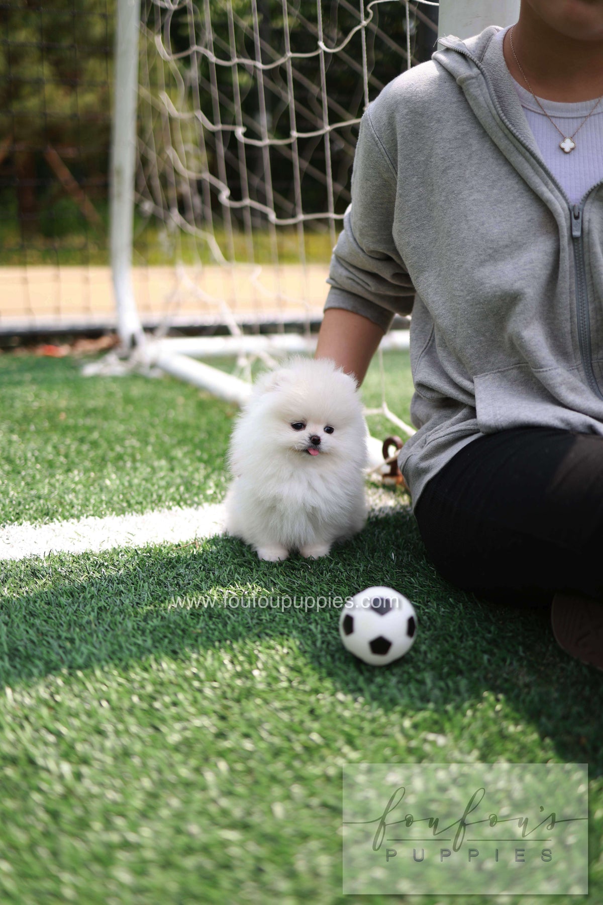 Jewel - Pomeranian F.