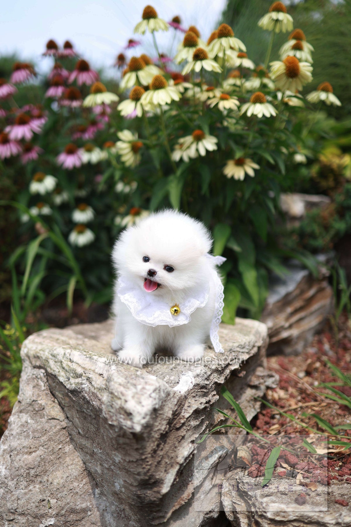 Maggie - Pomeranian F. -