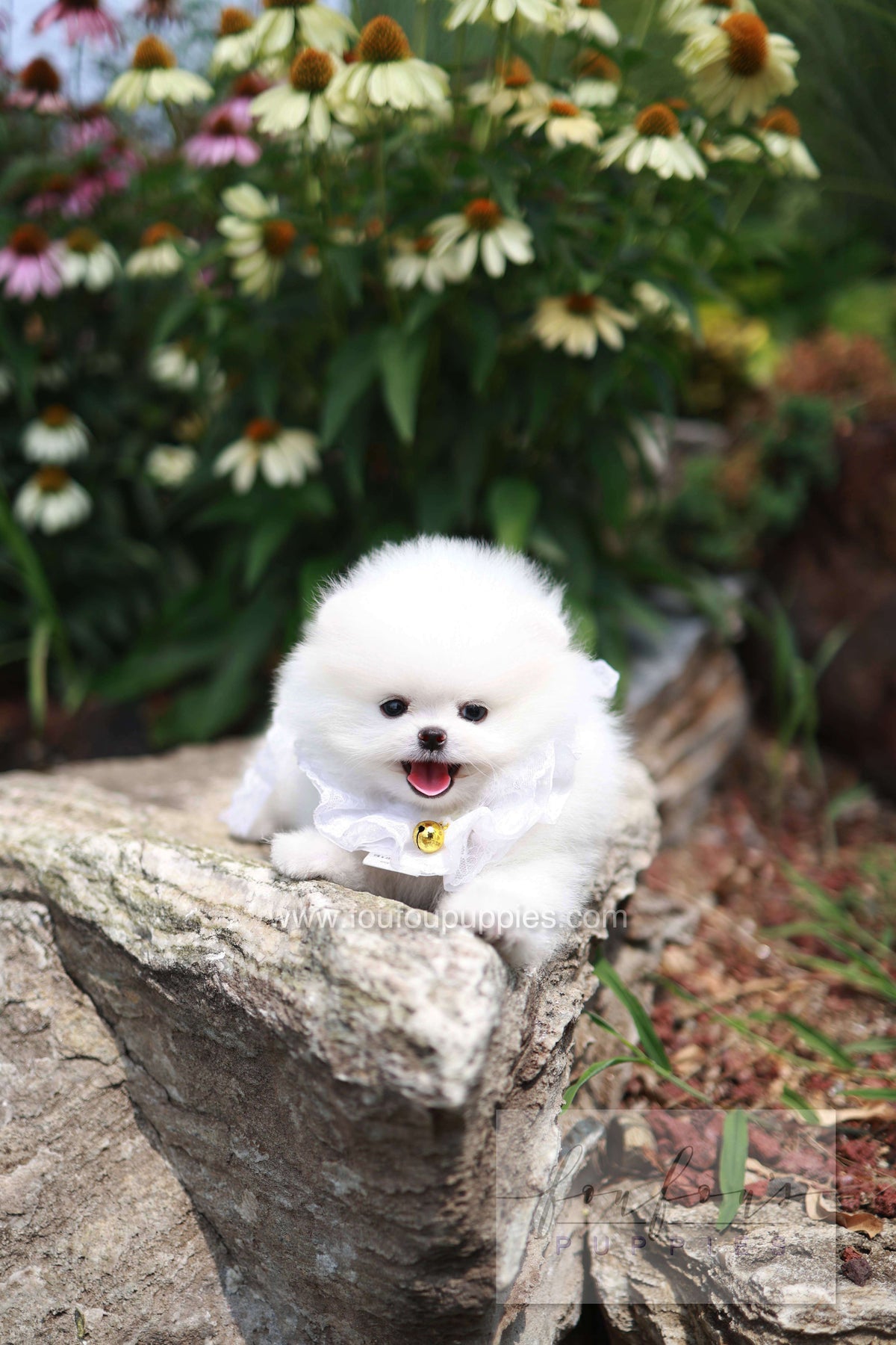 Maggie - Pomeranian F. -