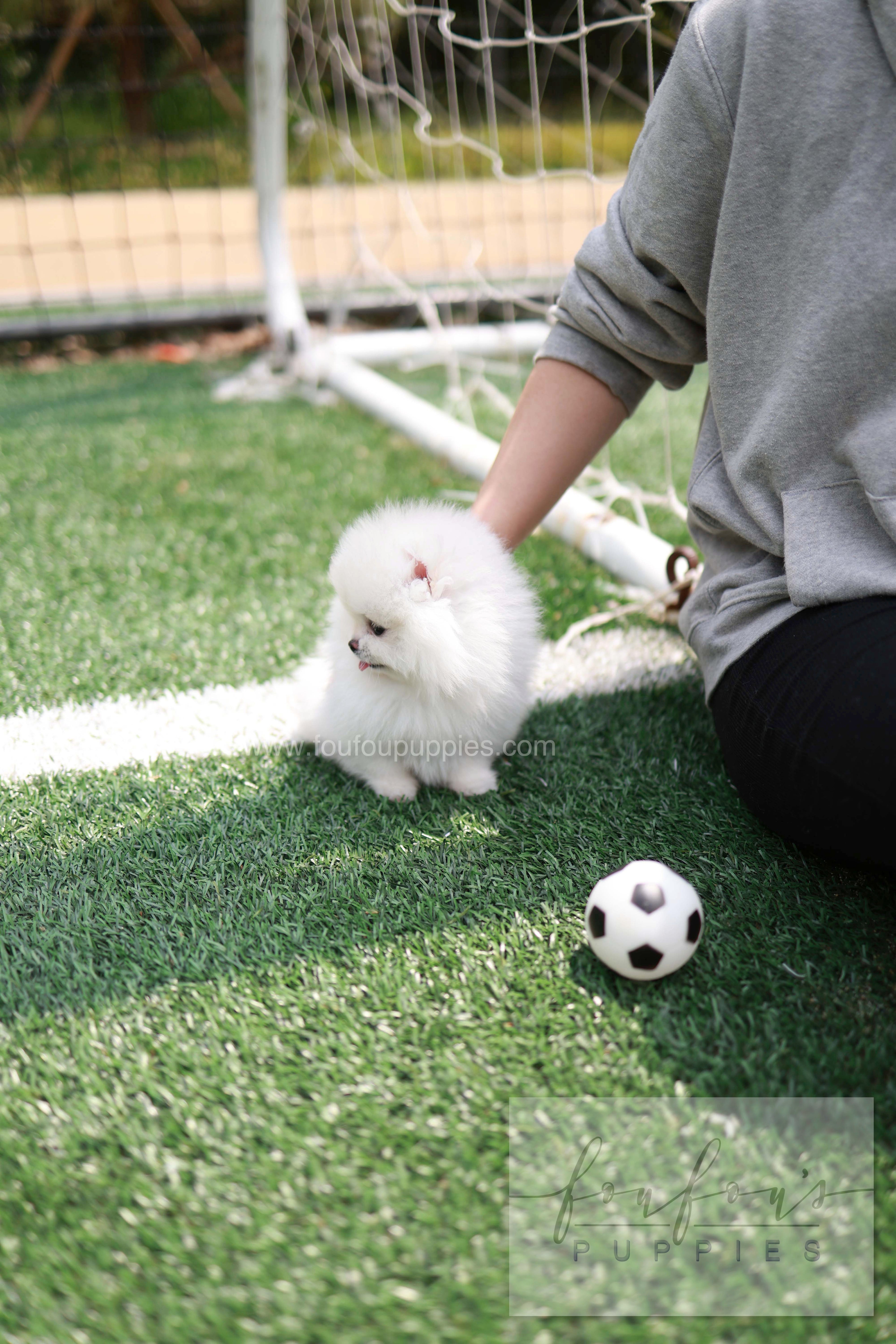 Jewel - Pomeranian F.