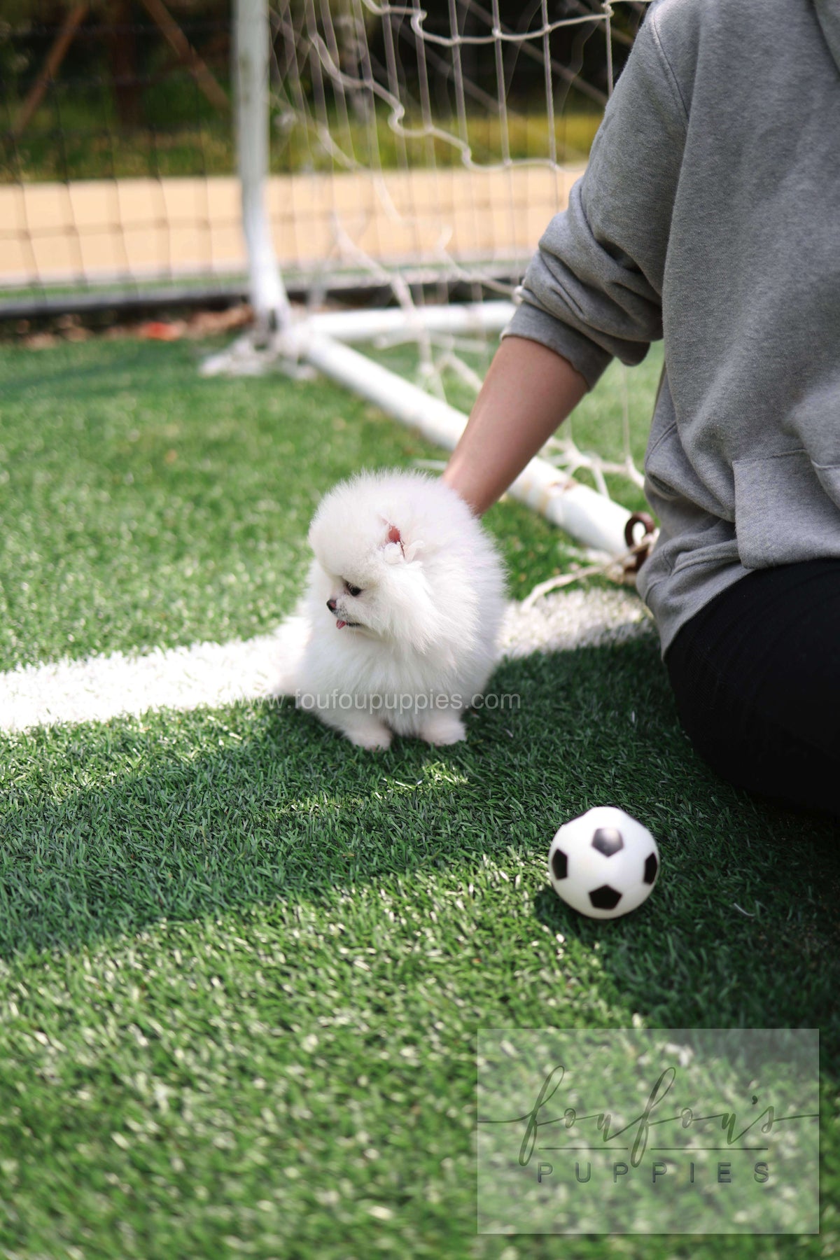 Jewel - Pomeranian F.