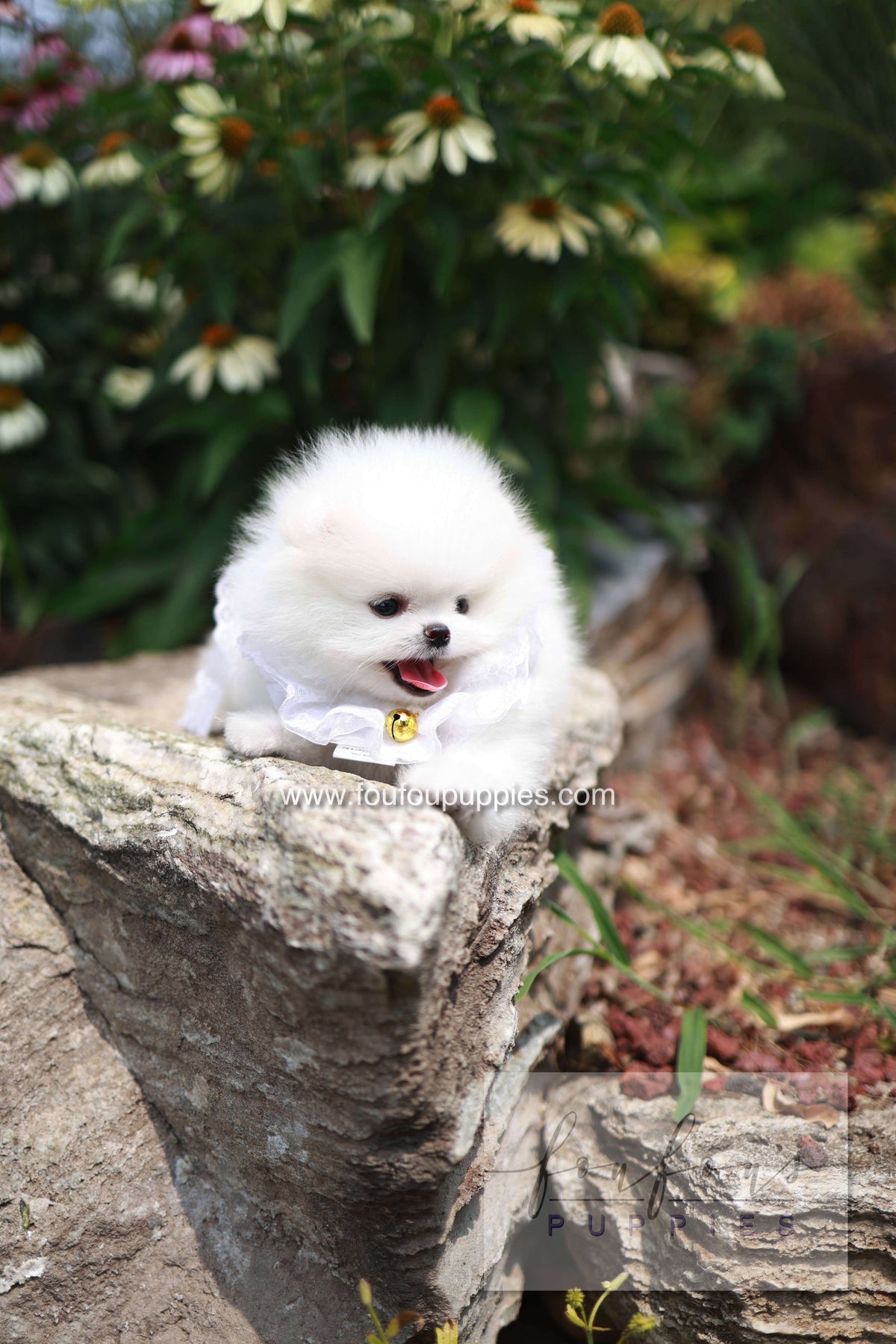 Maggie - Pomeranian F. -