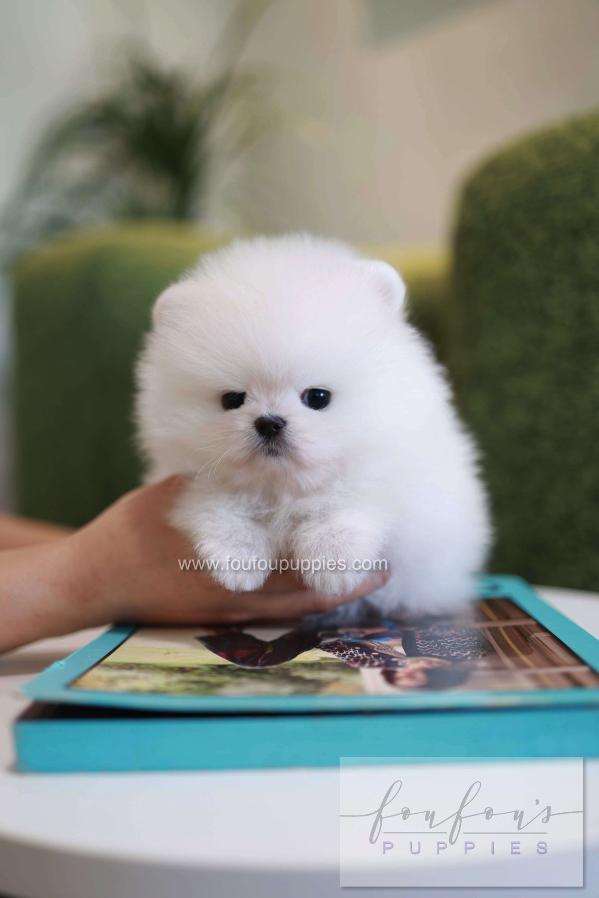 Pookie - Pomeranian M.