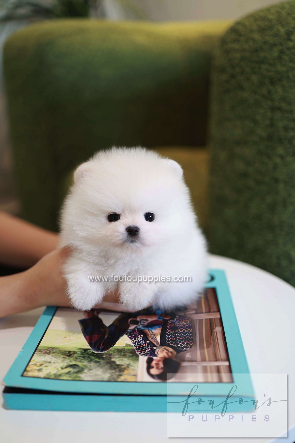 Pookie - Pomeranian M.