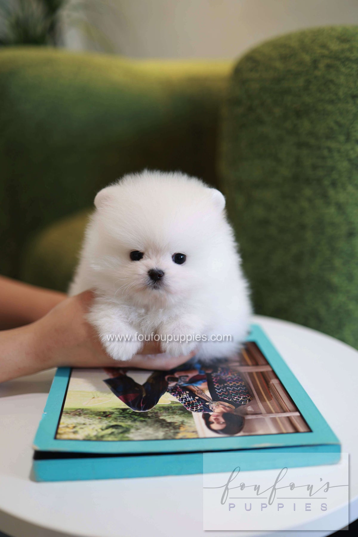 Pookie - Pomeranian M.