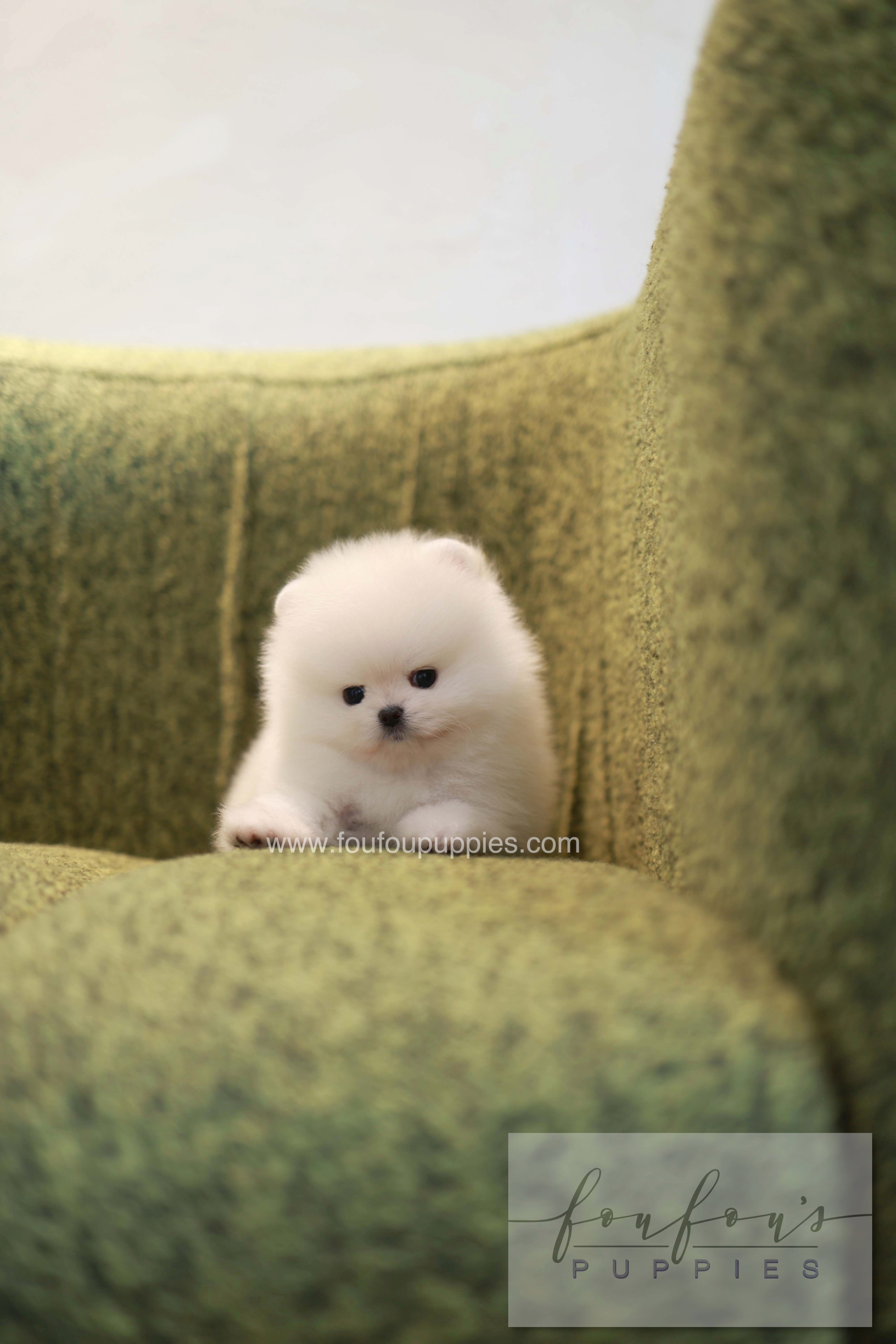 Pookie - Pomeranian M.