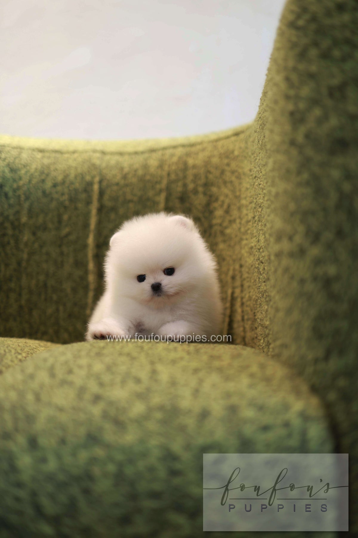 Pookie - Pomeranian M.