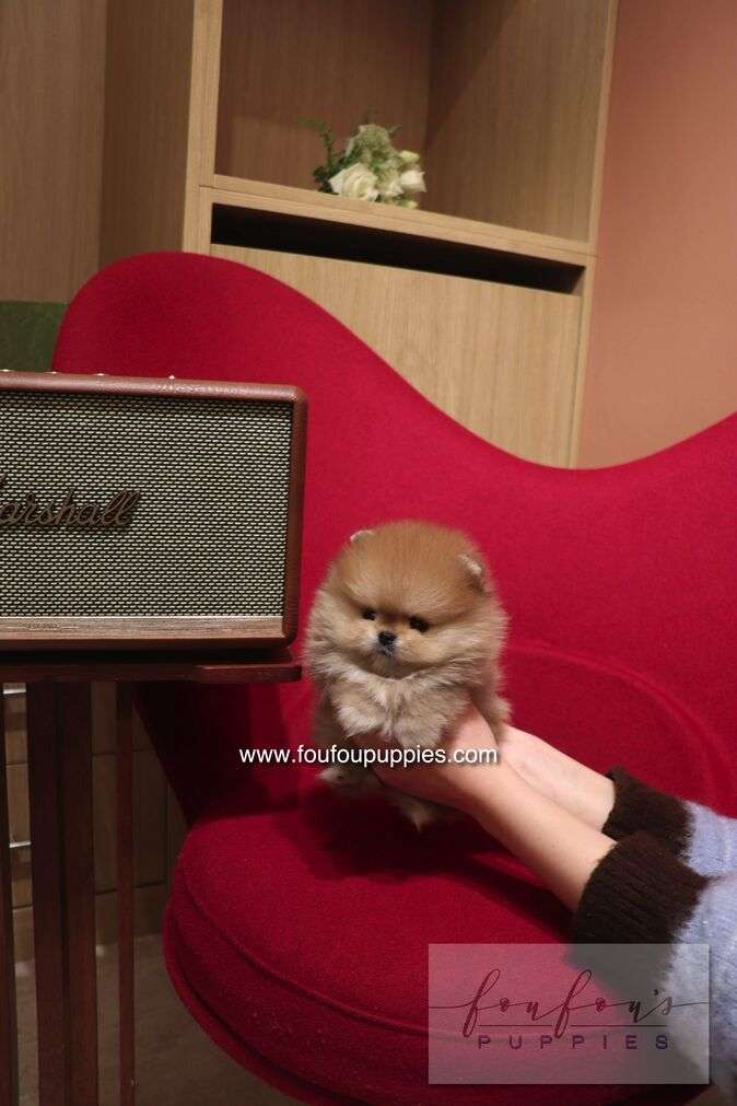 Boo - Pomeranian M.