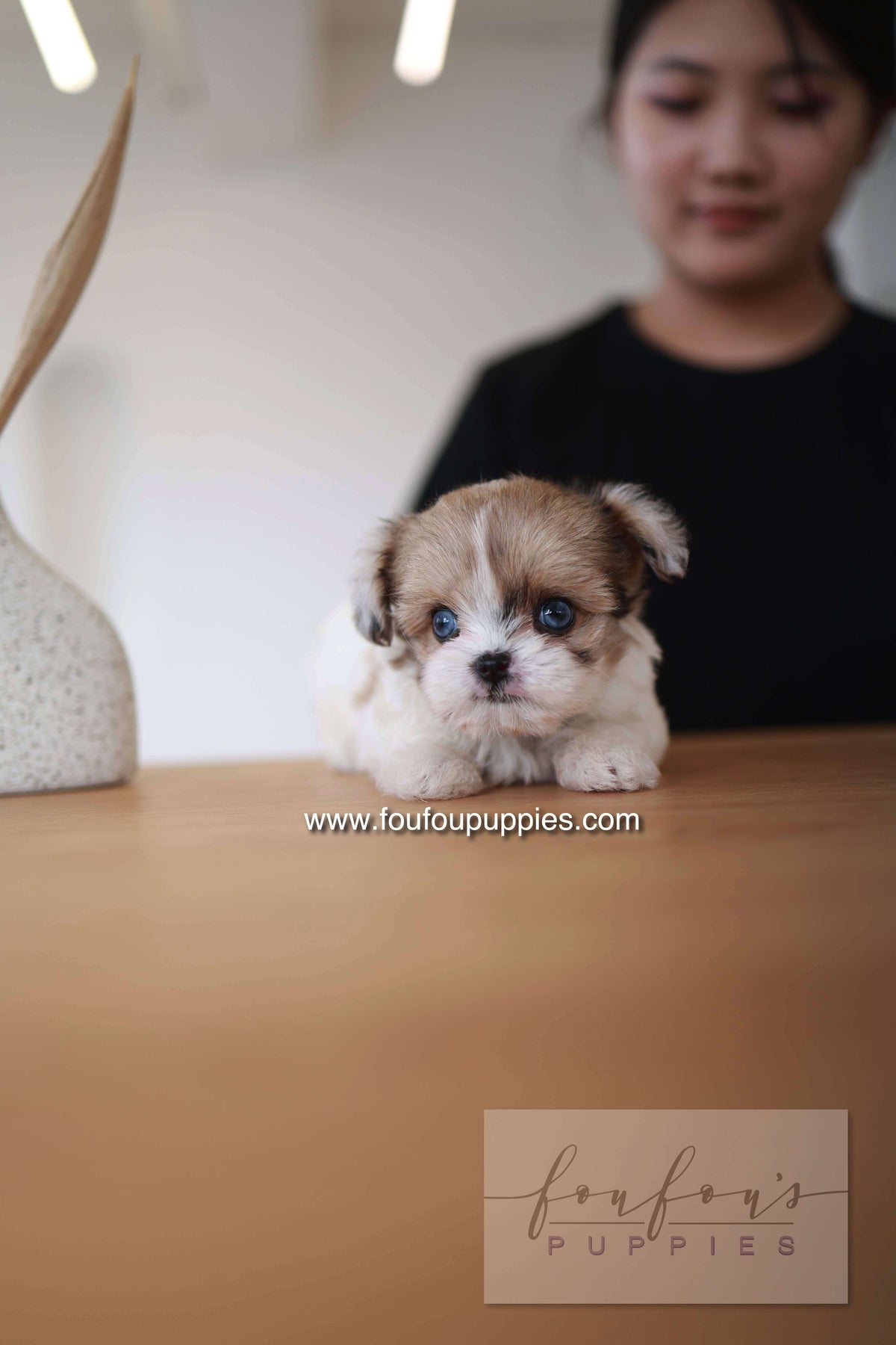 Bambi - Maltipoo F.