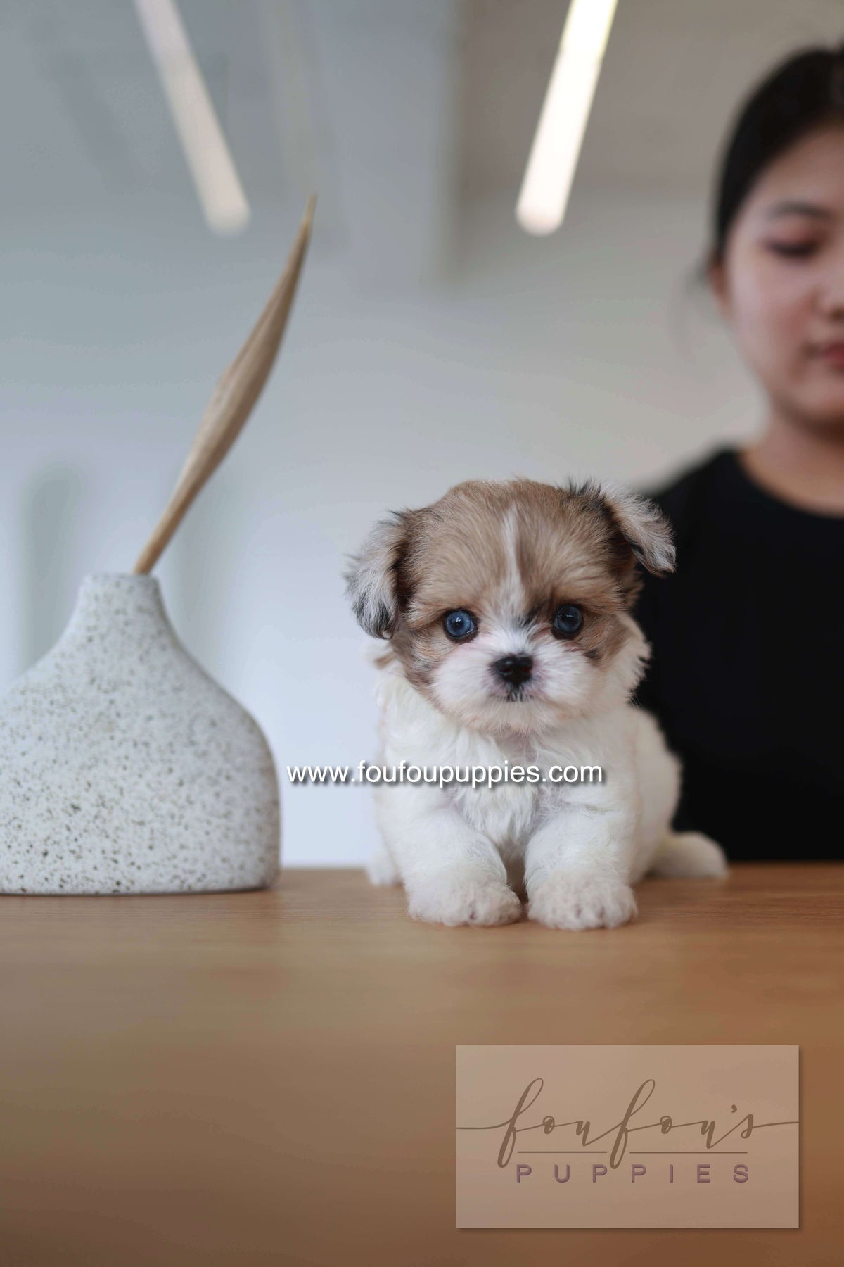 Bambi - Maltipoo F.