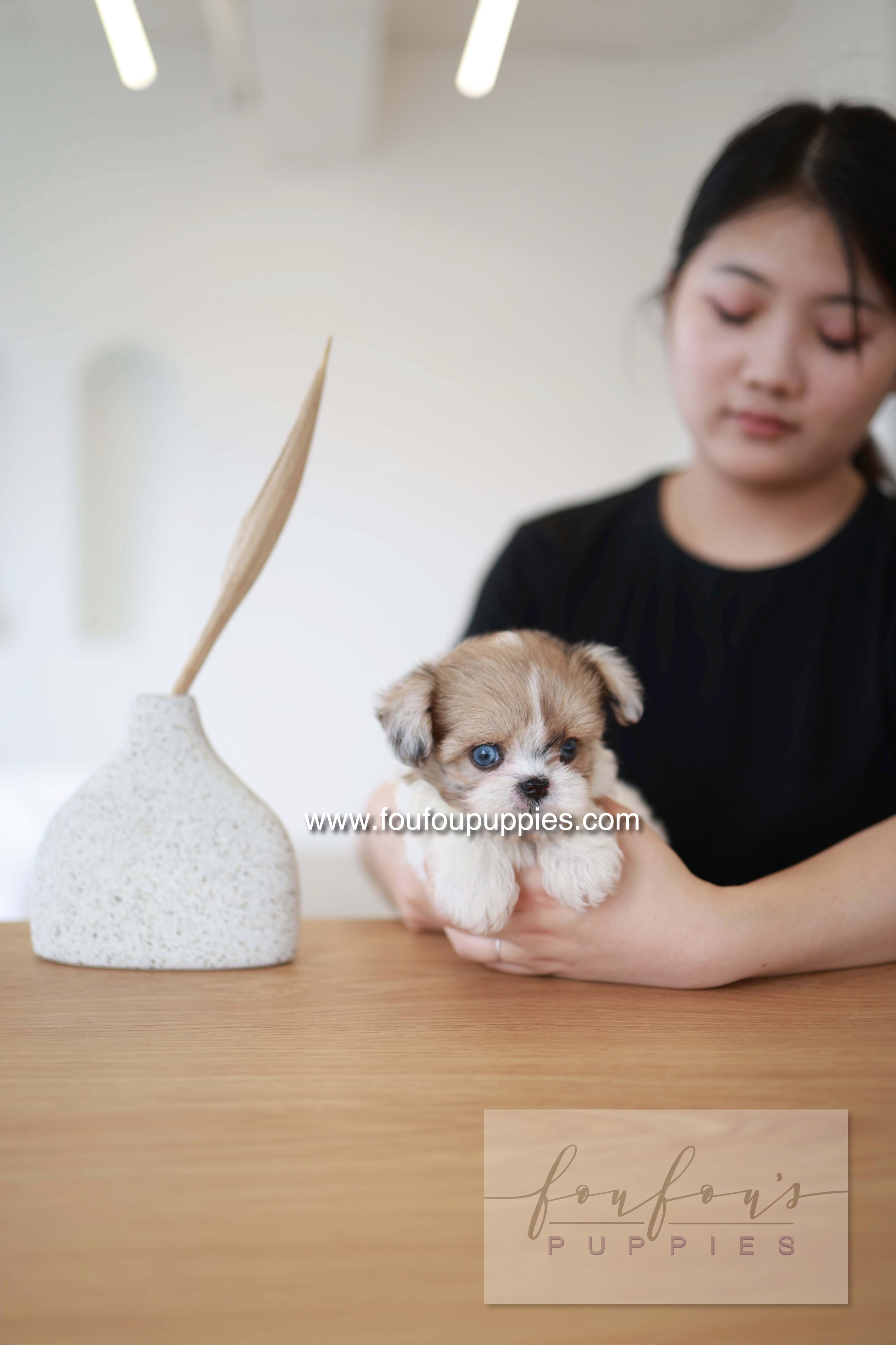 Bambi - Maltipoo F.
