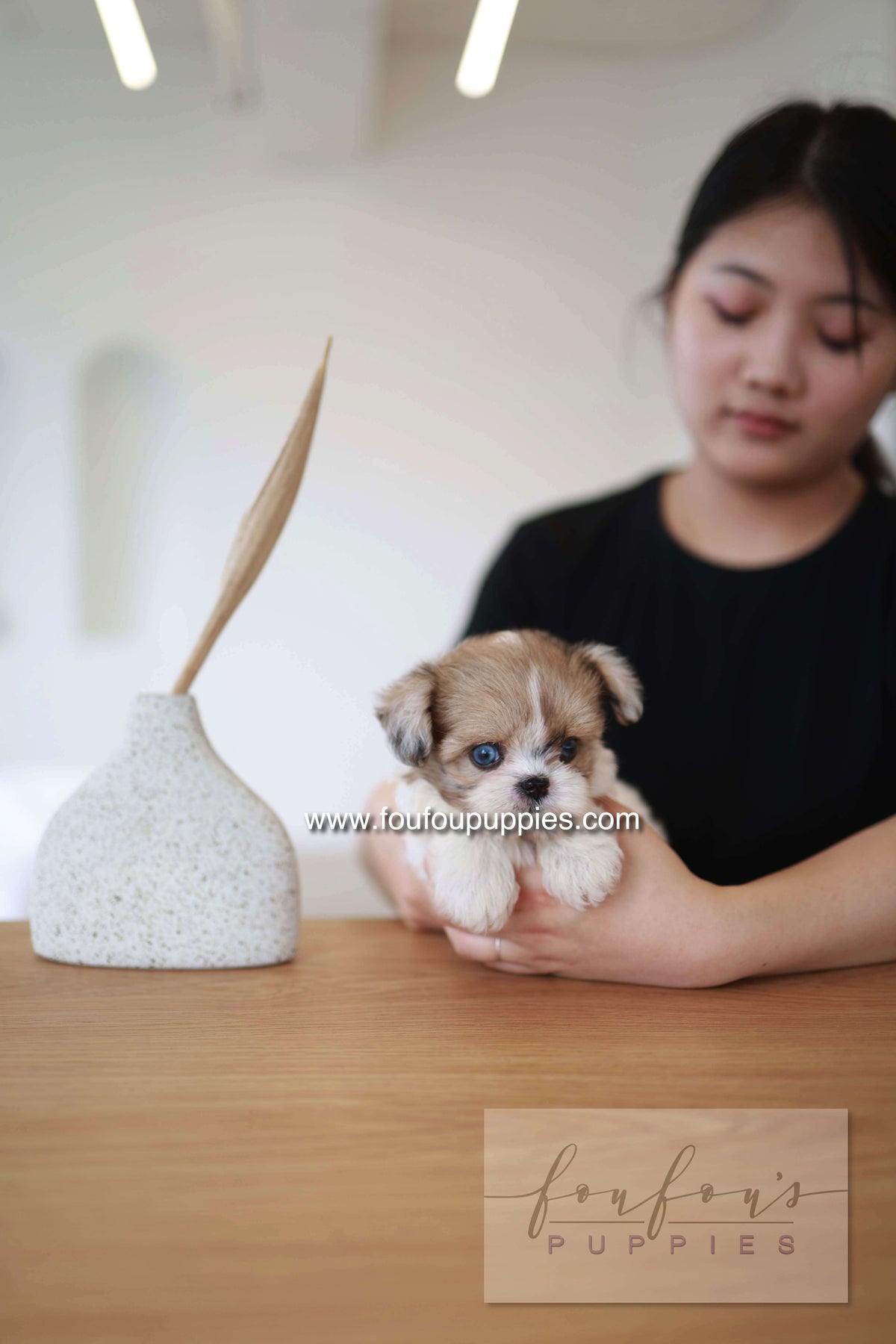 Bambi - Maltipoo F.