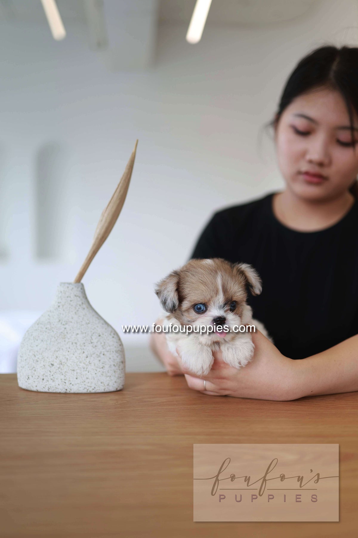 Bambi - Maltipoo F.