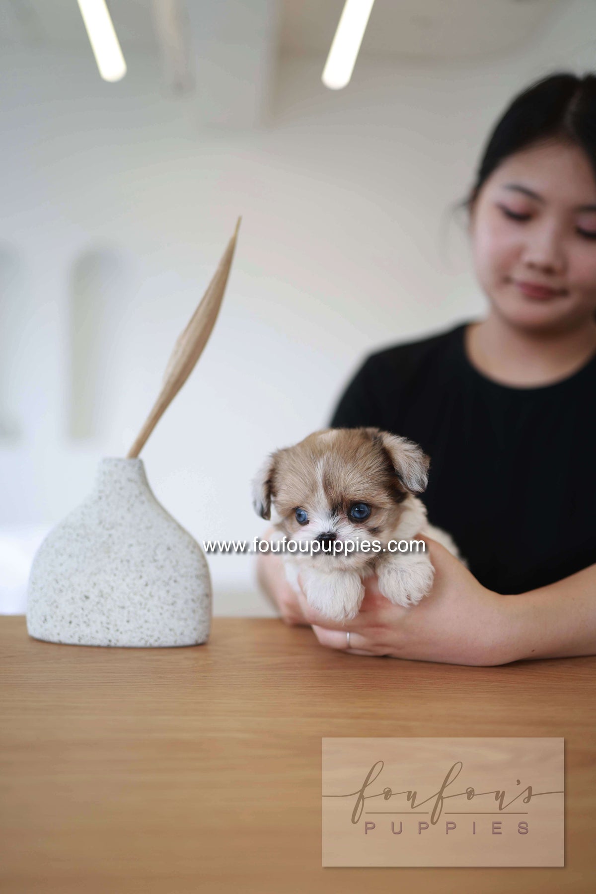 Bambi - Maltipoo F.