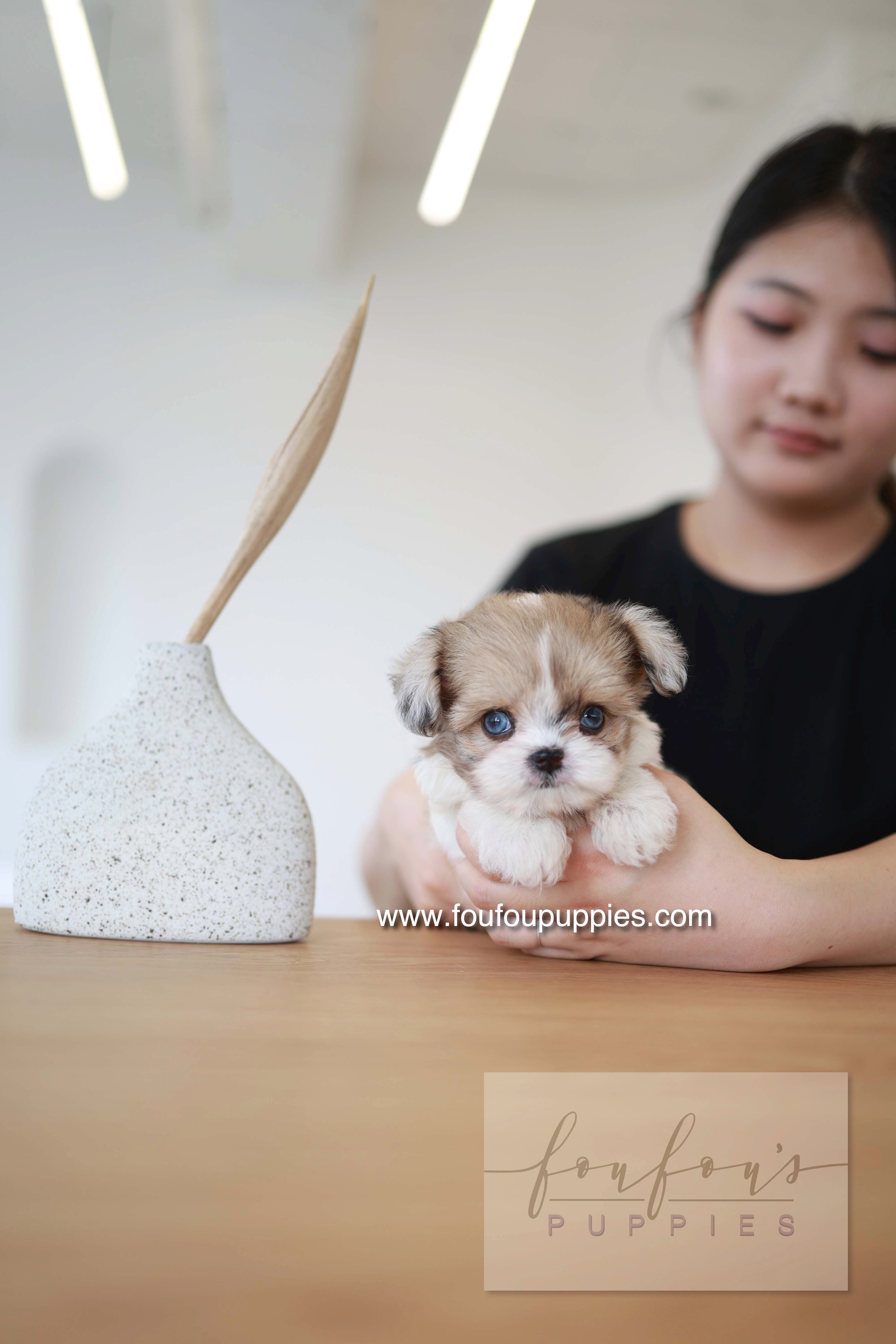 Bambi - Maltipoo F.