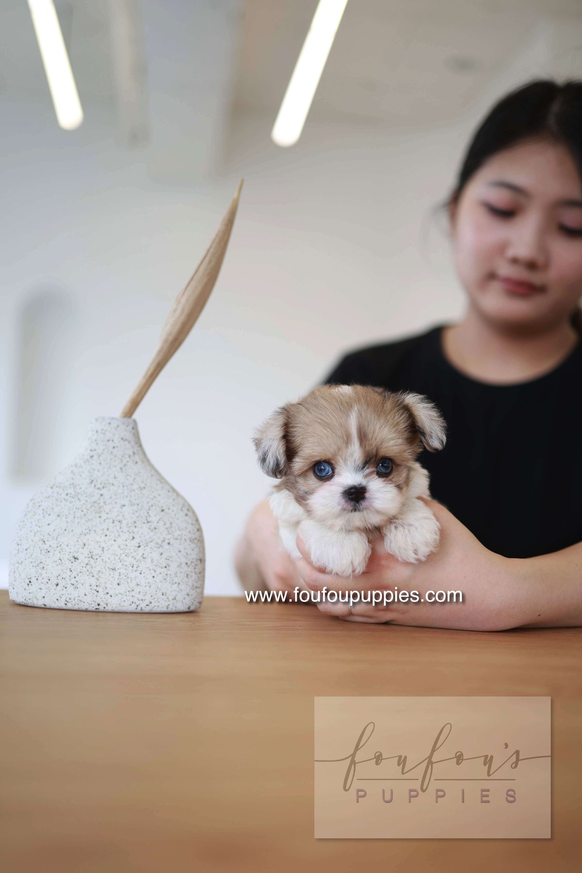 Bambi - Maltipoo F.