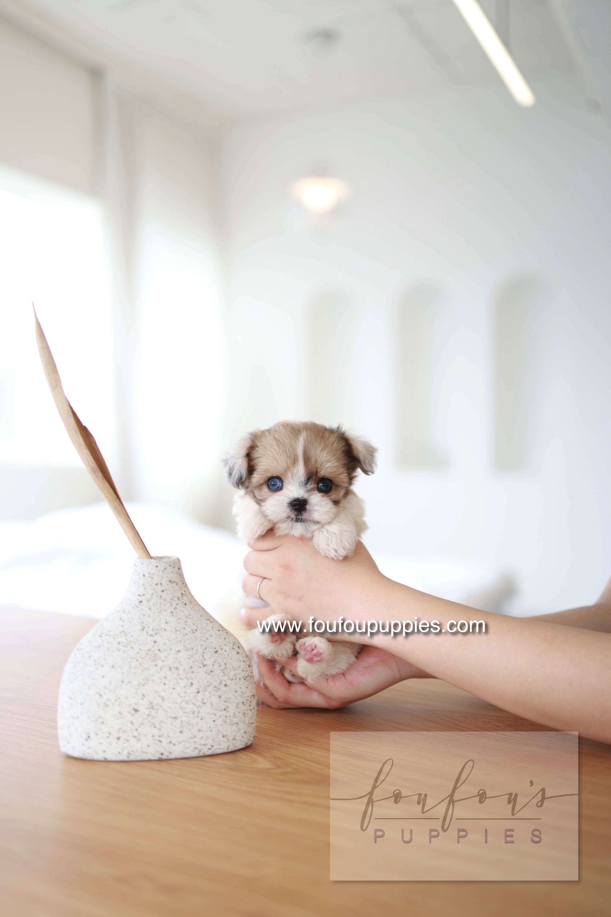 Bambi - Maltipoo F.