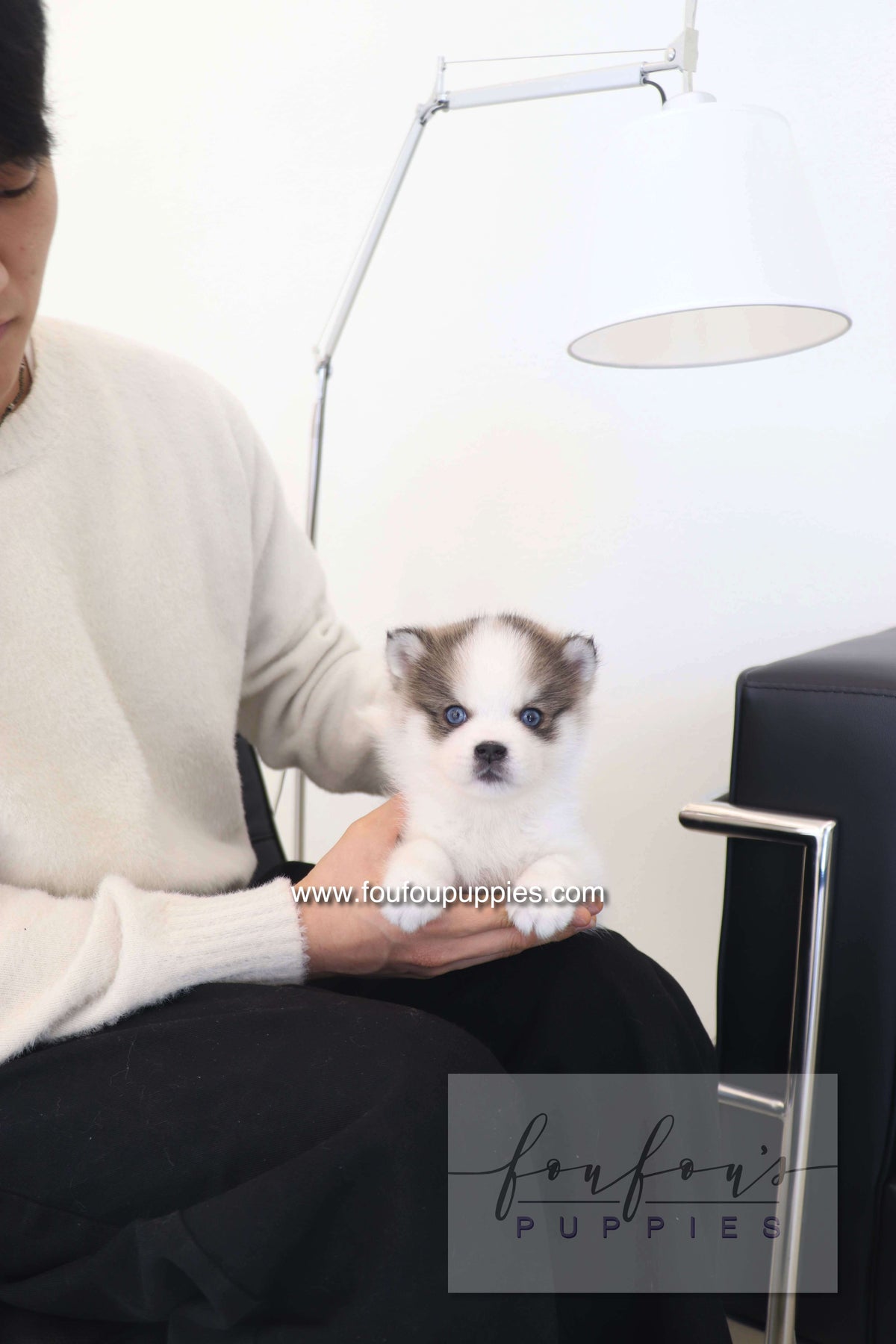 Wolfie - Pomsky F.