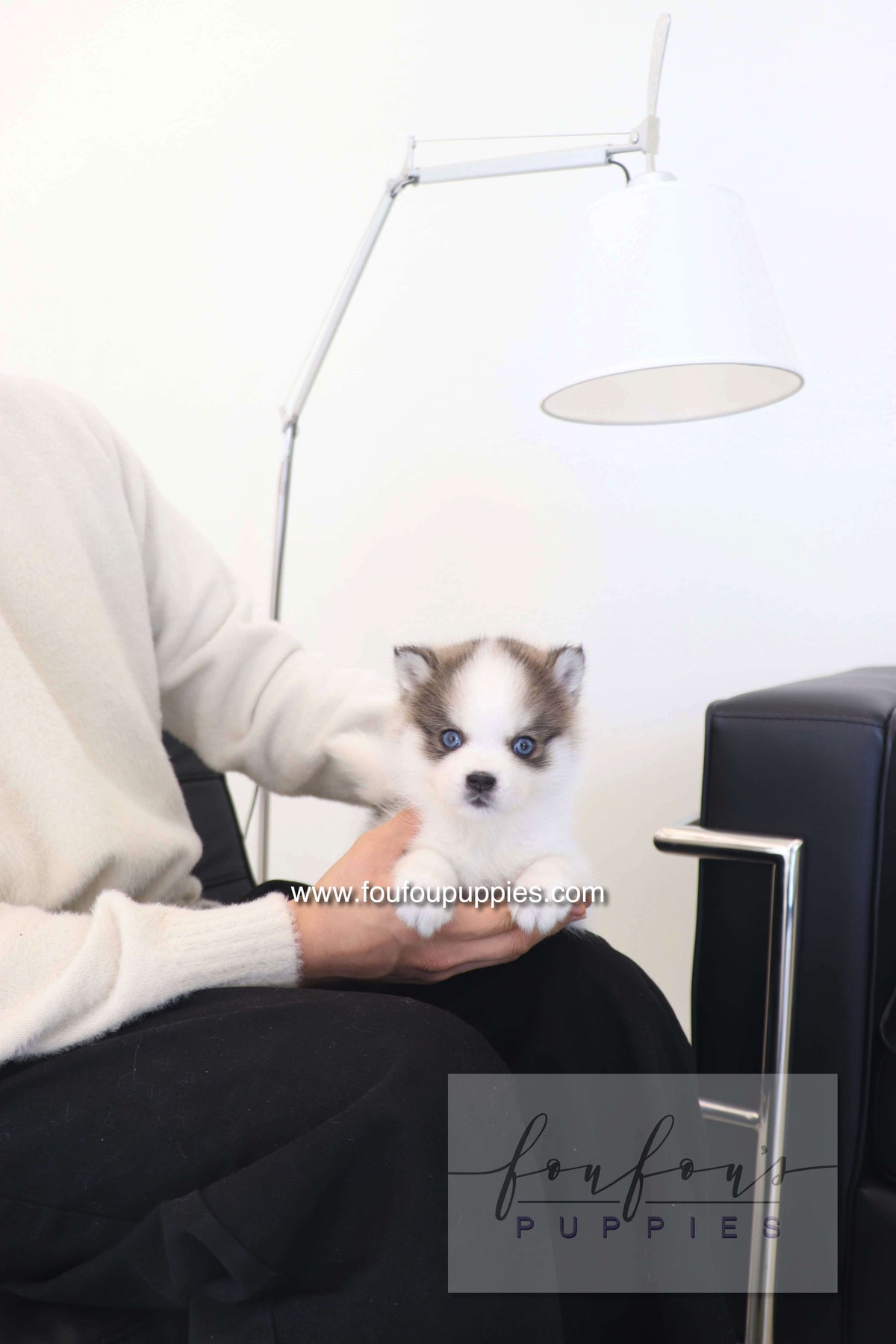 Wolfie - Pomsky F.