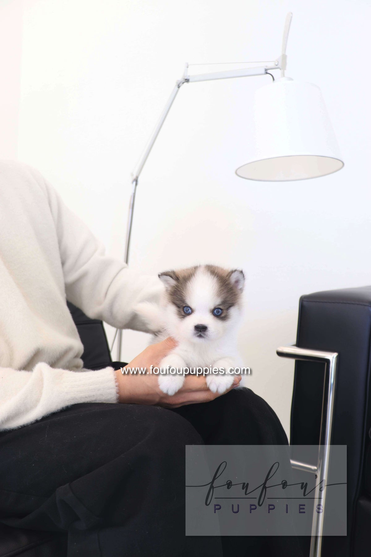 Person holding a small puppy with a lamp and chair in the background, featuring 'fourfour puppies' branding.