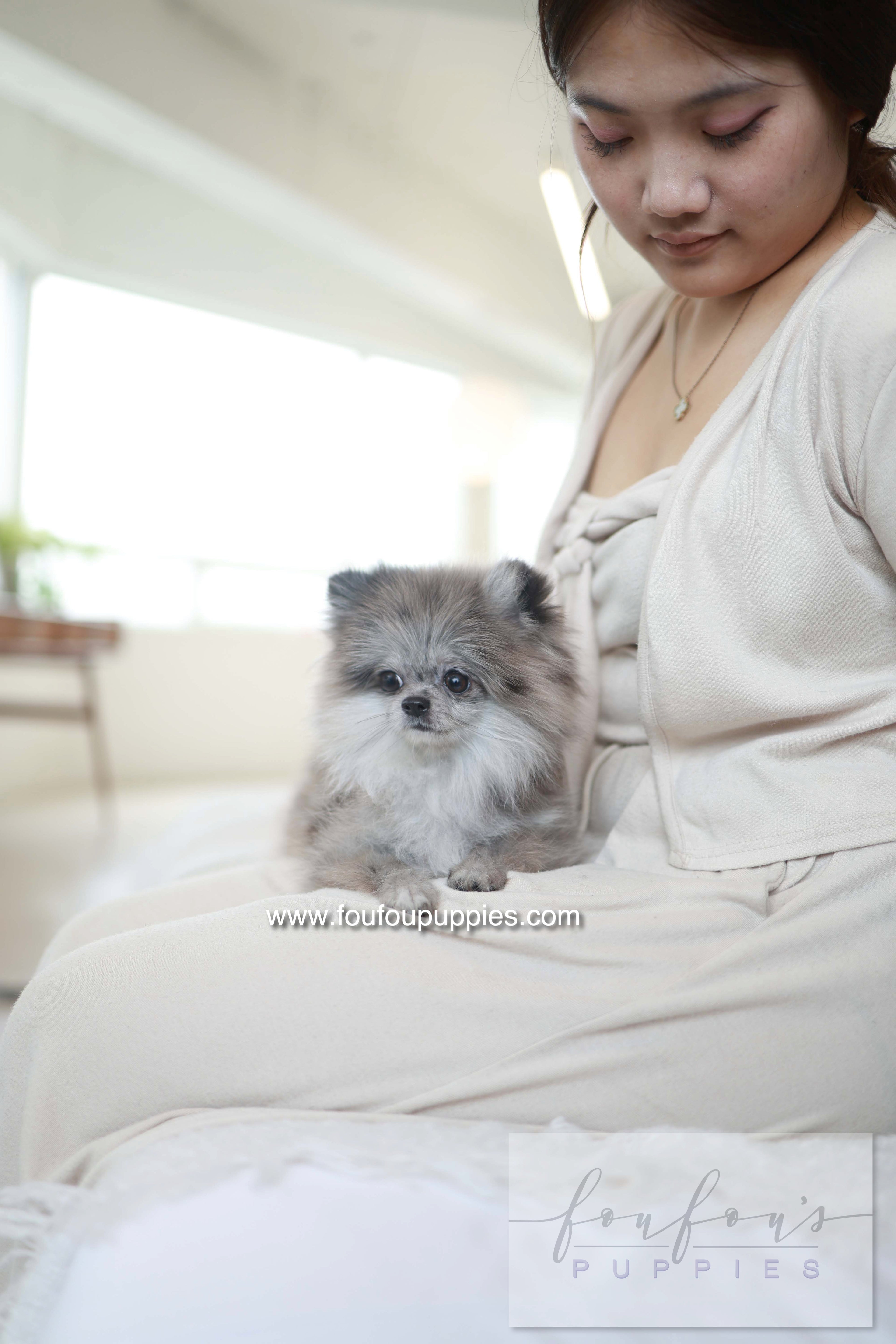 Pluto - Pomeranian M.