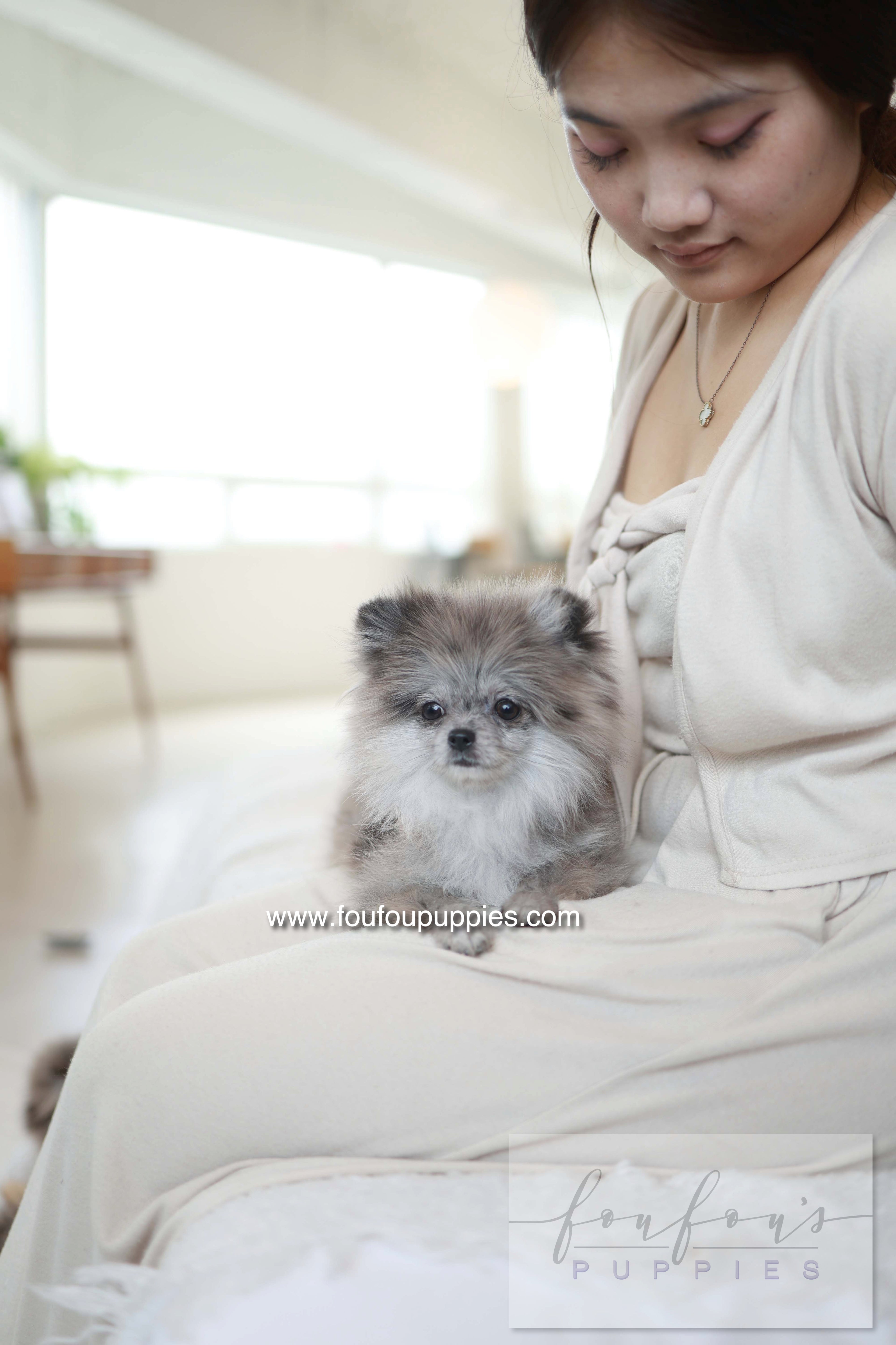 Pluto - Pomeranian M.