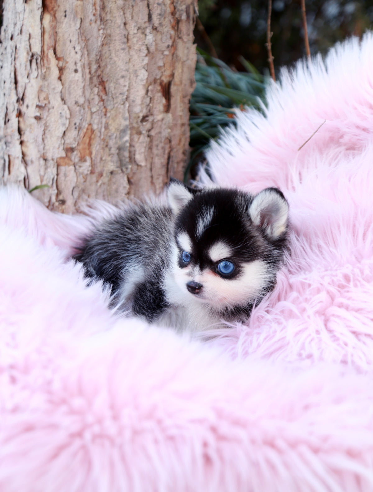 Teacup Pomsky Breed