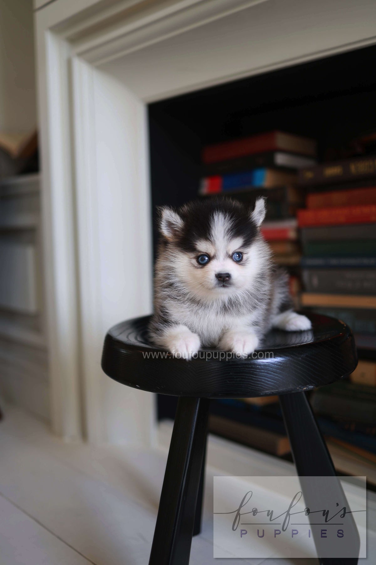 Azzur - Pomsky M.
