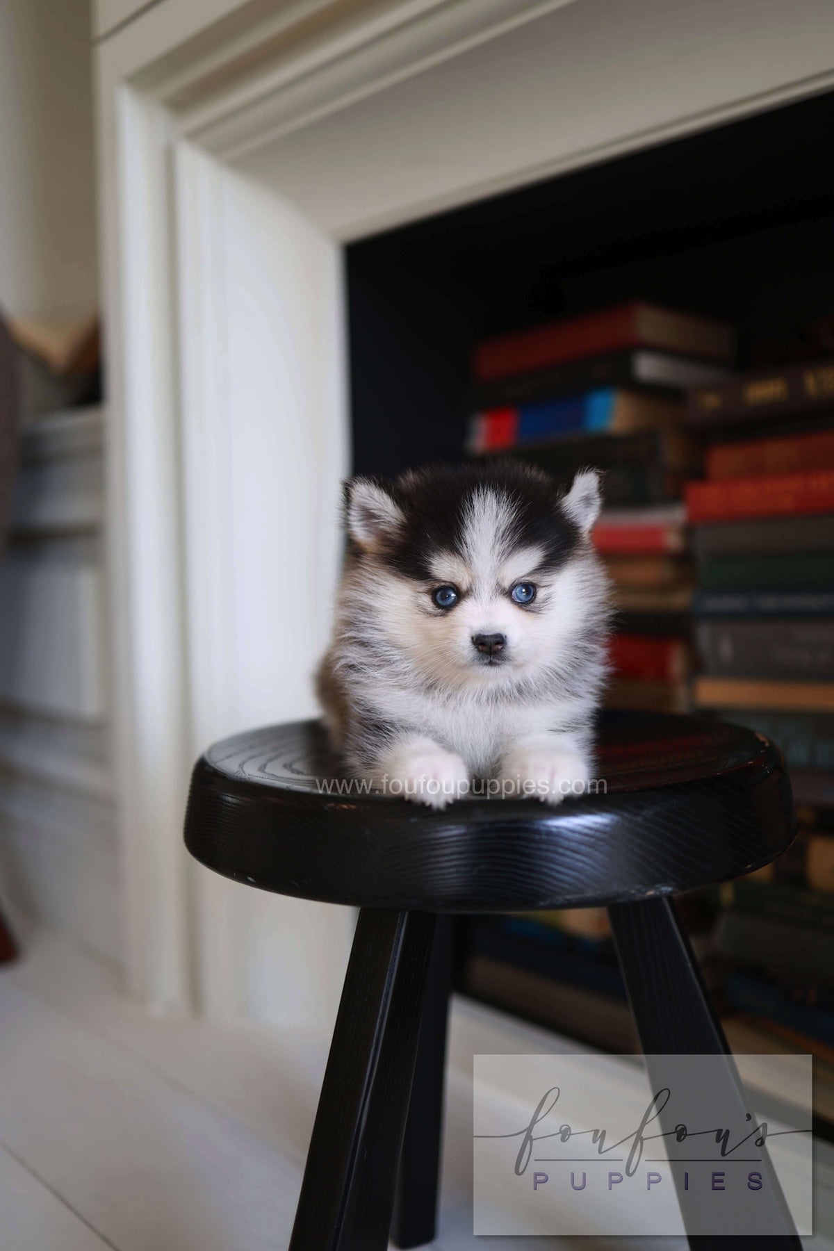 Azzur - Pomsky M.