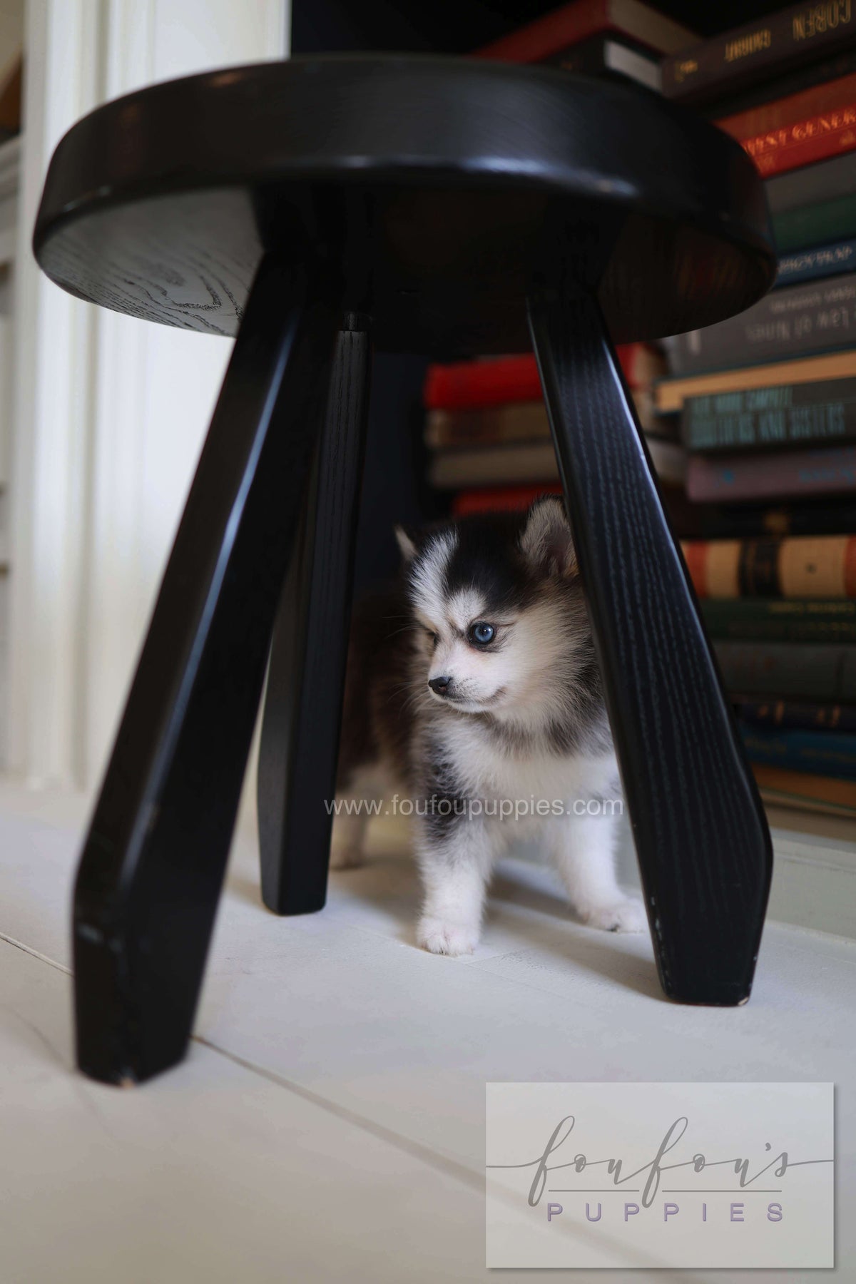 Azzur - Pomsky M.