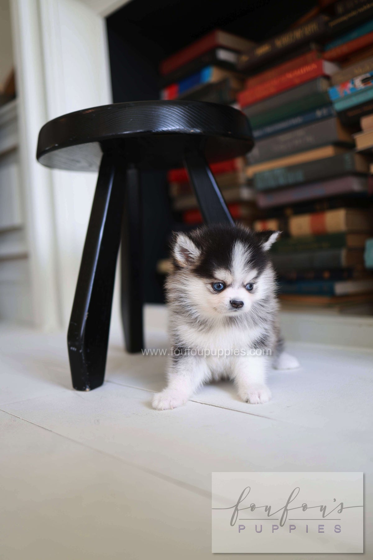 Azzur - Pomsky M.