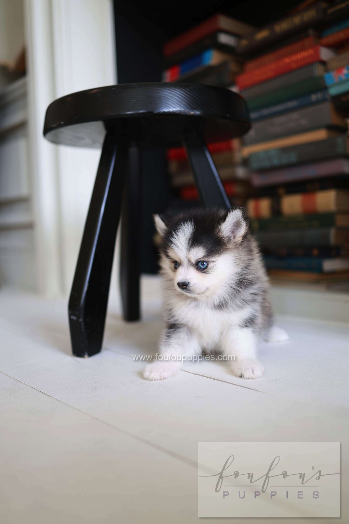 Azzur - Pomsky M.
