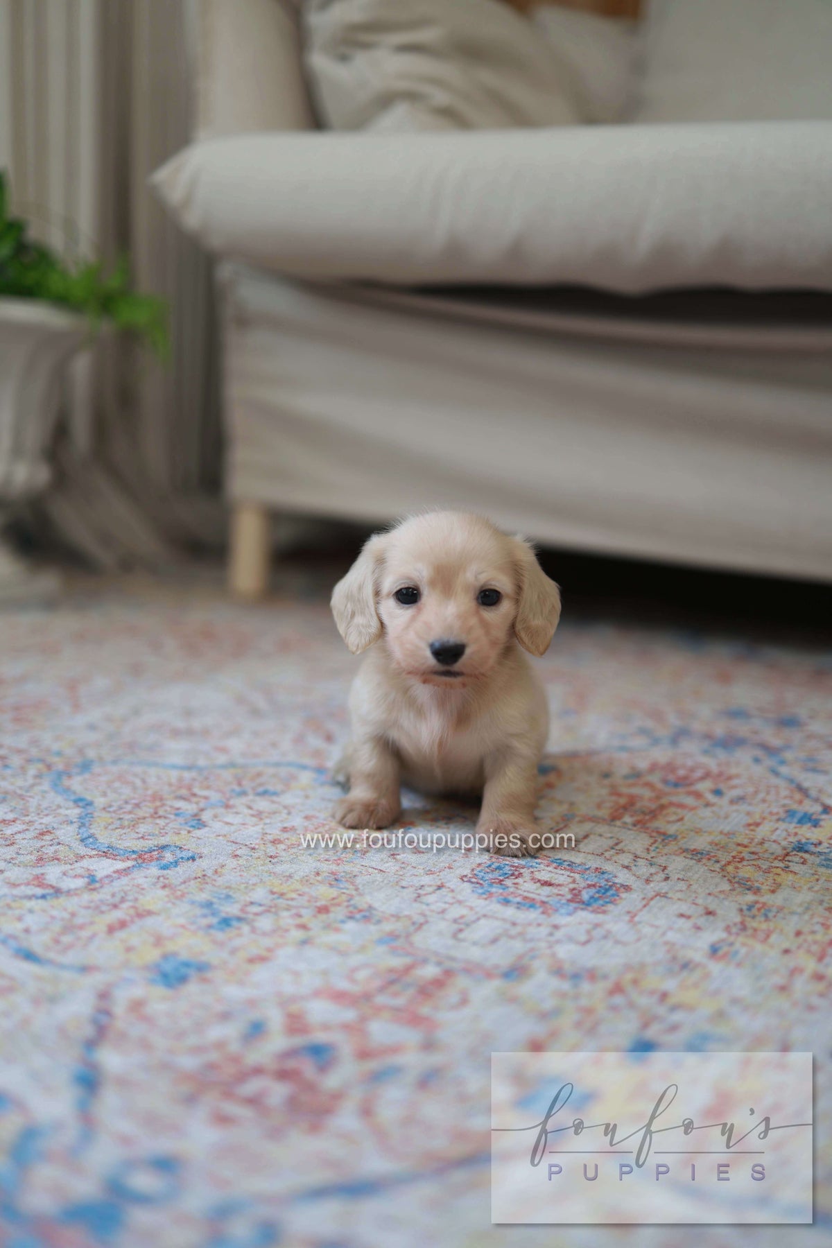 Eden - Dachshund F.