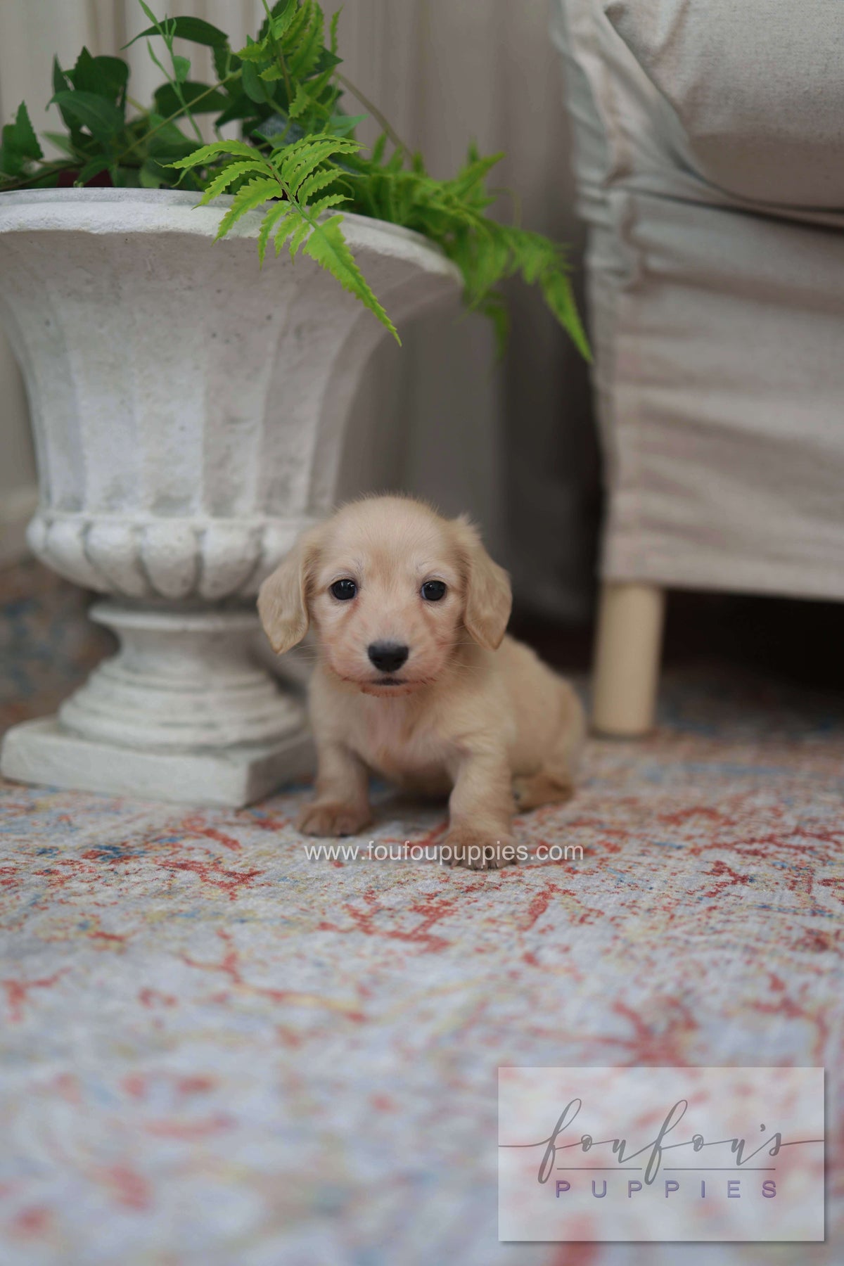 Eden - Dachshund F.