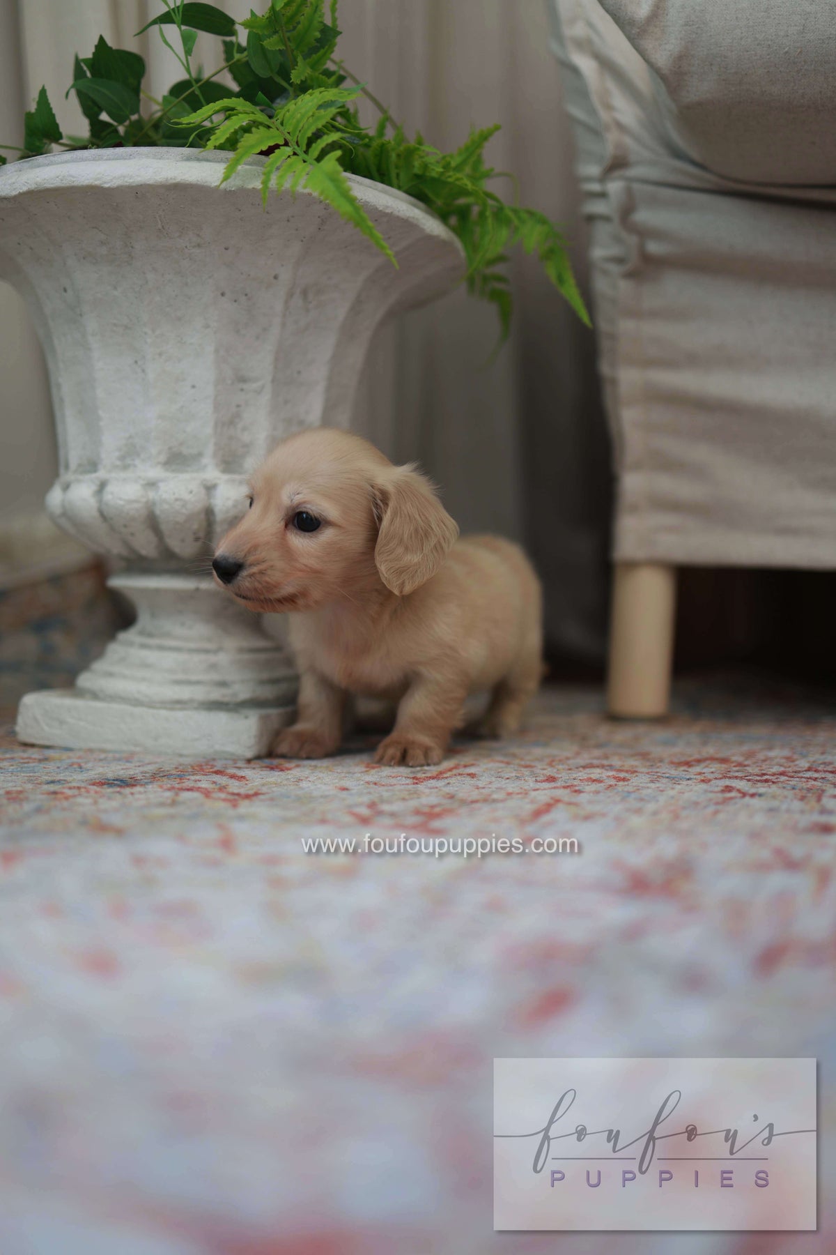 Eden - Dachshund F.