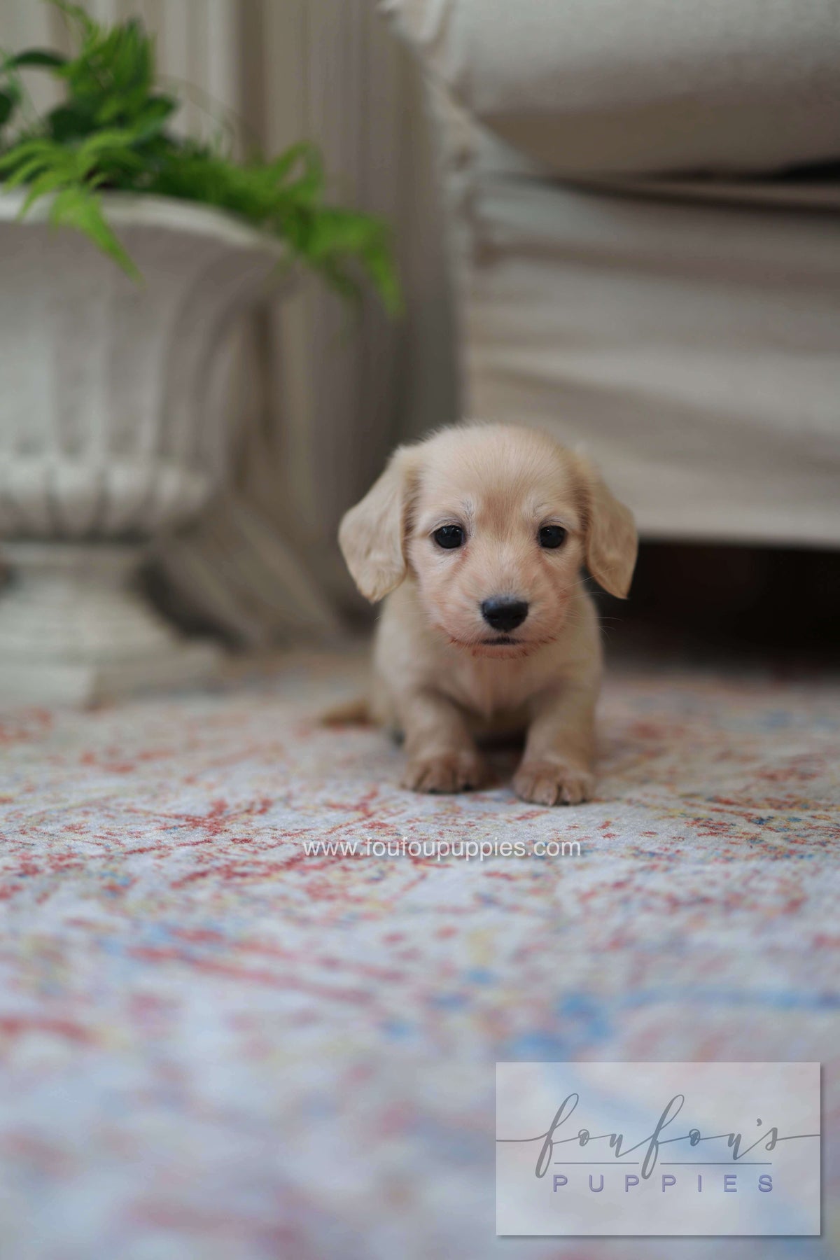 A small light cream puppy sitting on a patterned rug in a home setting, with a blurred sofa and potted plant in the background. A logo for &